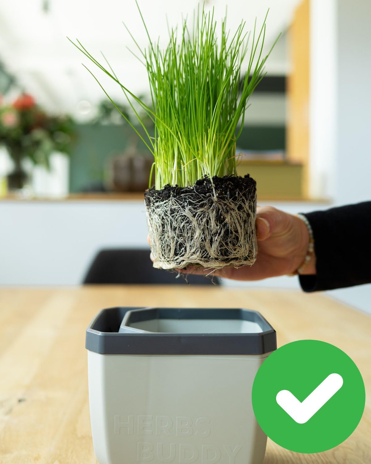 BUZZY Seeds Herb Buddy Self-Watering Herb Planter with Water Level Indicator – Indoor Kitchen & Windowsill Planter (Grey)