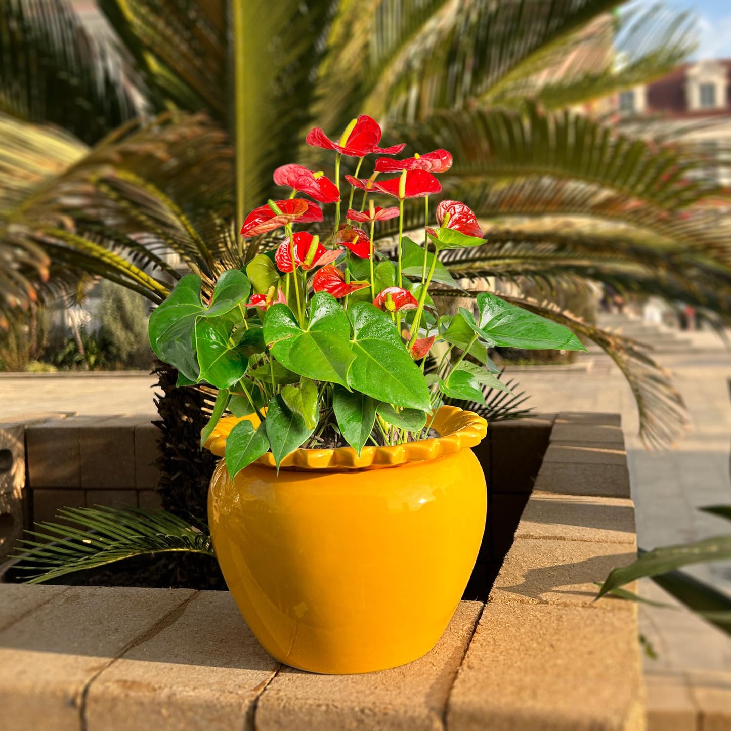 Lovely Ran African Violet Flower Pot Self Watering Plant African Violet Planter Pot Yellow Ceramic Pot Maintenance Plant Seeder Planting 6.5 * 4.6 Inch High Absorption Plant Inner Flower Pot