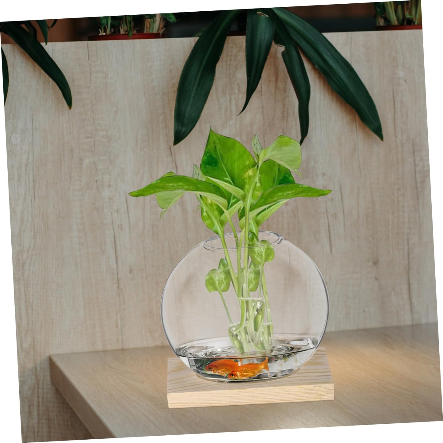 SUPVOX 2sets Glass Plant Wooden Base for Home Decor Indoor Hydroponic Plant Display Elegant Terrarium Design for Office and Wedding Decoration