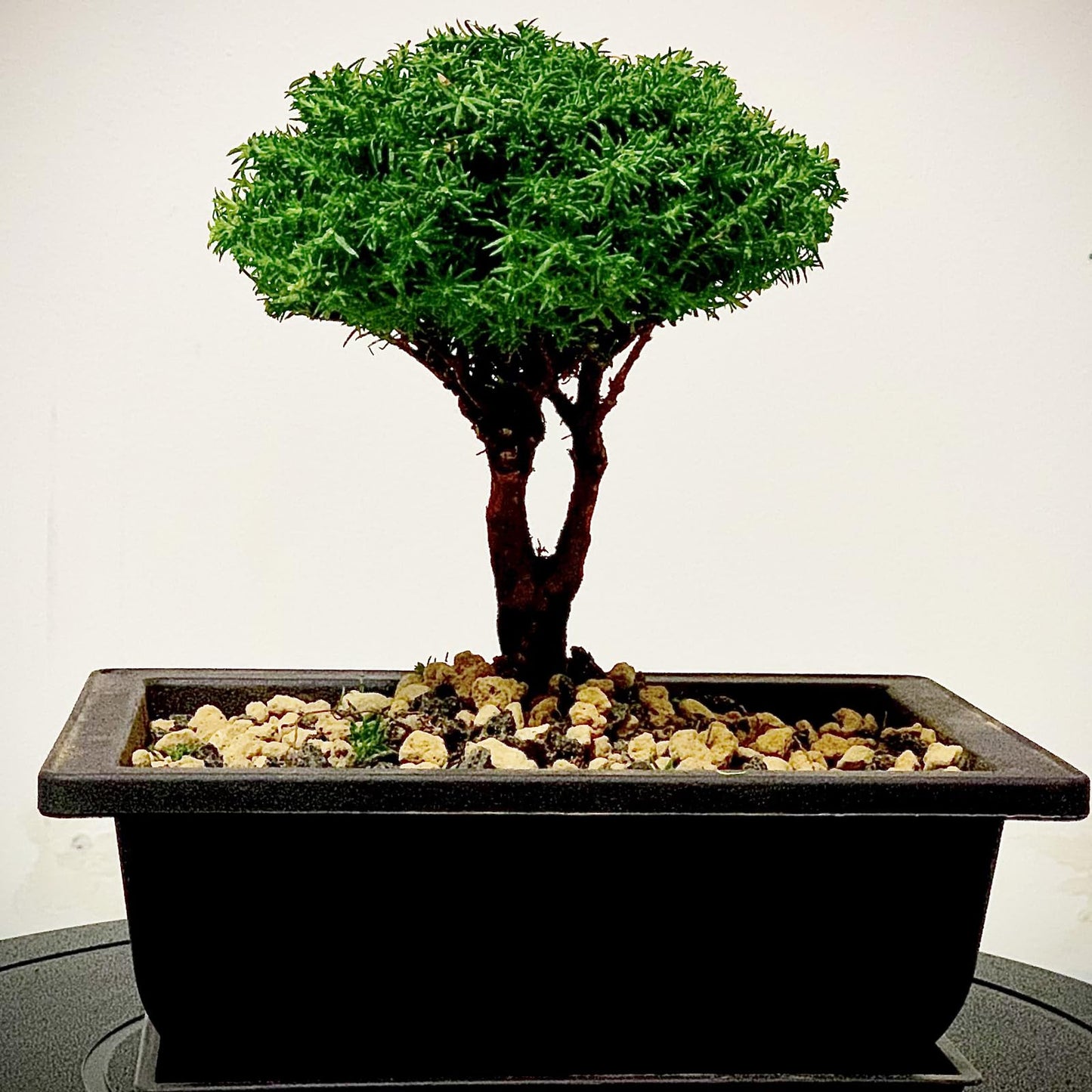 ZOENHOU 3 PCS 14x10 Inch Large Bonsai Training Pots, Rectangular Plastic Bonsai Training Pots with Deep Humidity Trays, Bonsai Plants Growing Pot for Garden, Yard, Office, Living Room, Balcony