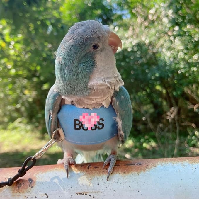 Bird Flight Harness Vest, Parrot Flight Suit with Leash, Bird Flying Clothes with Rope and Handle for Outdoor Activities (XL)