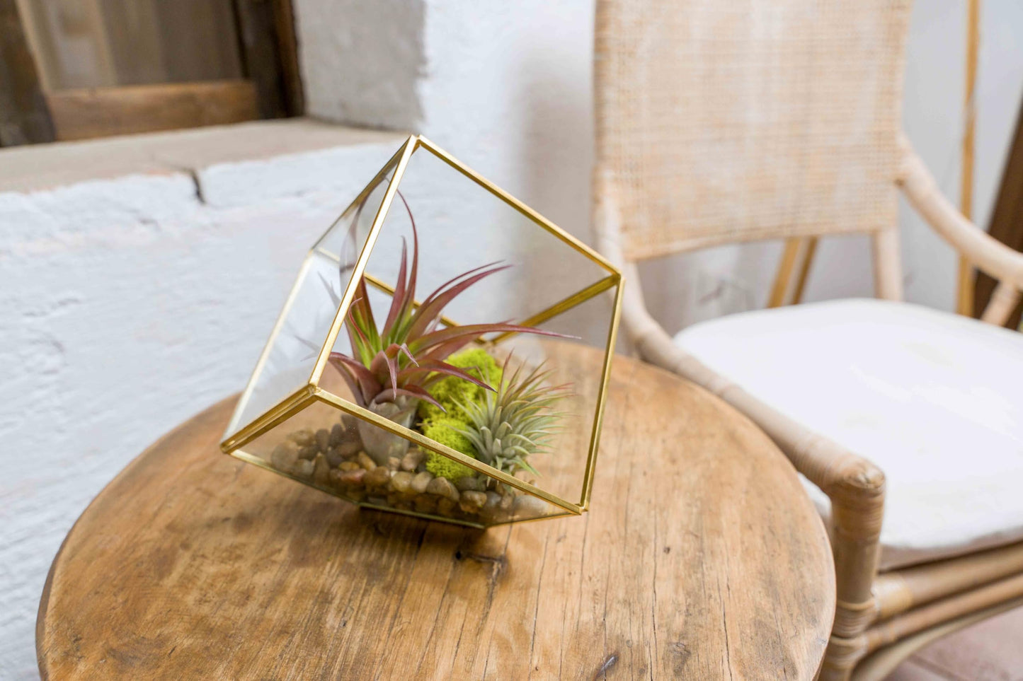 Air Plant Shop Heptahedron Geometric Glass Terrariums - Set of 2 Air Plants Holder-Tillandsia Red Abdita, Ionantha and Small Xerographica-Home and Garden Decor-Easy Care Indoor and Outdoor Plants