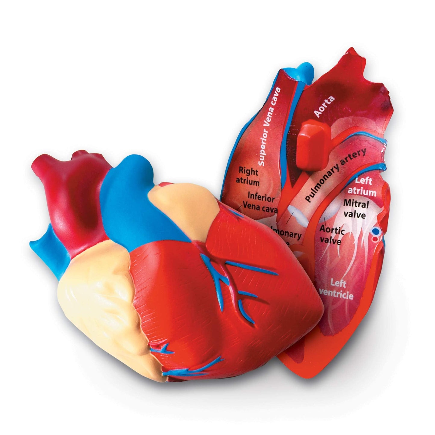 Learning Resources Cross-Section Human Heart Model - Practice Anatomy, Cardiology Artery and Veins Study Tools, Classroom Must Haves, STEM Student Essentials, Back to School Supplies for Teachers