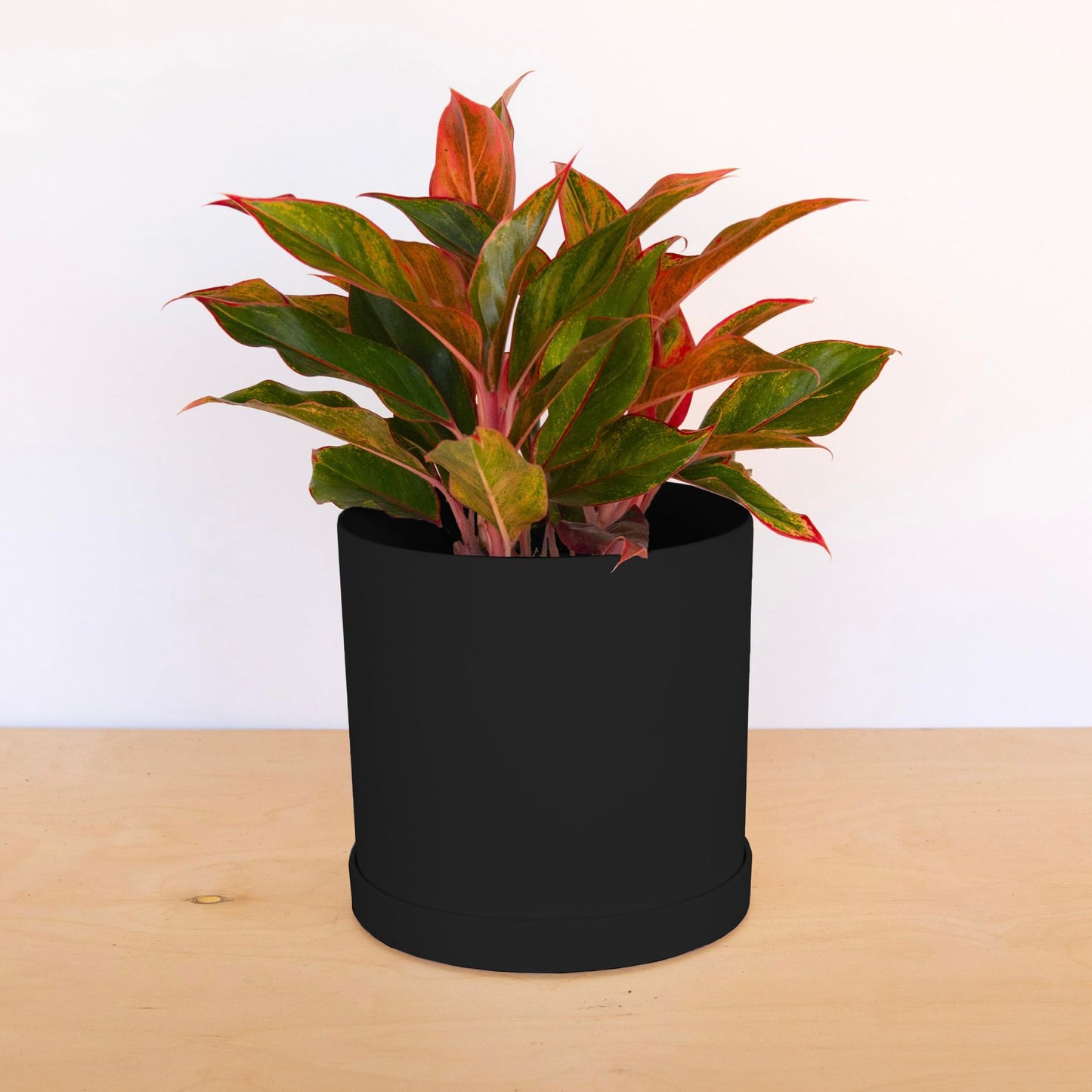 Bloem Mathers Round Planter with Saucer Tray: 10" - Black - Modern Design, Durable Plastic Pot, Removable Saucer, for Indoor & Outdoor Use, Gardening, 2.6 Gallon Capacity