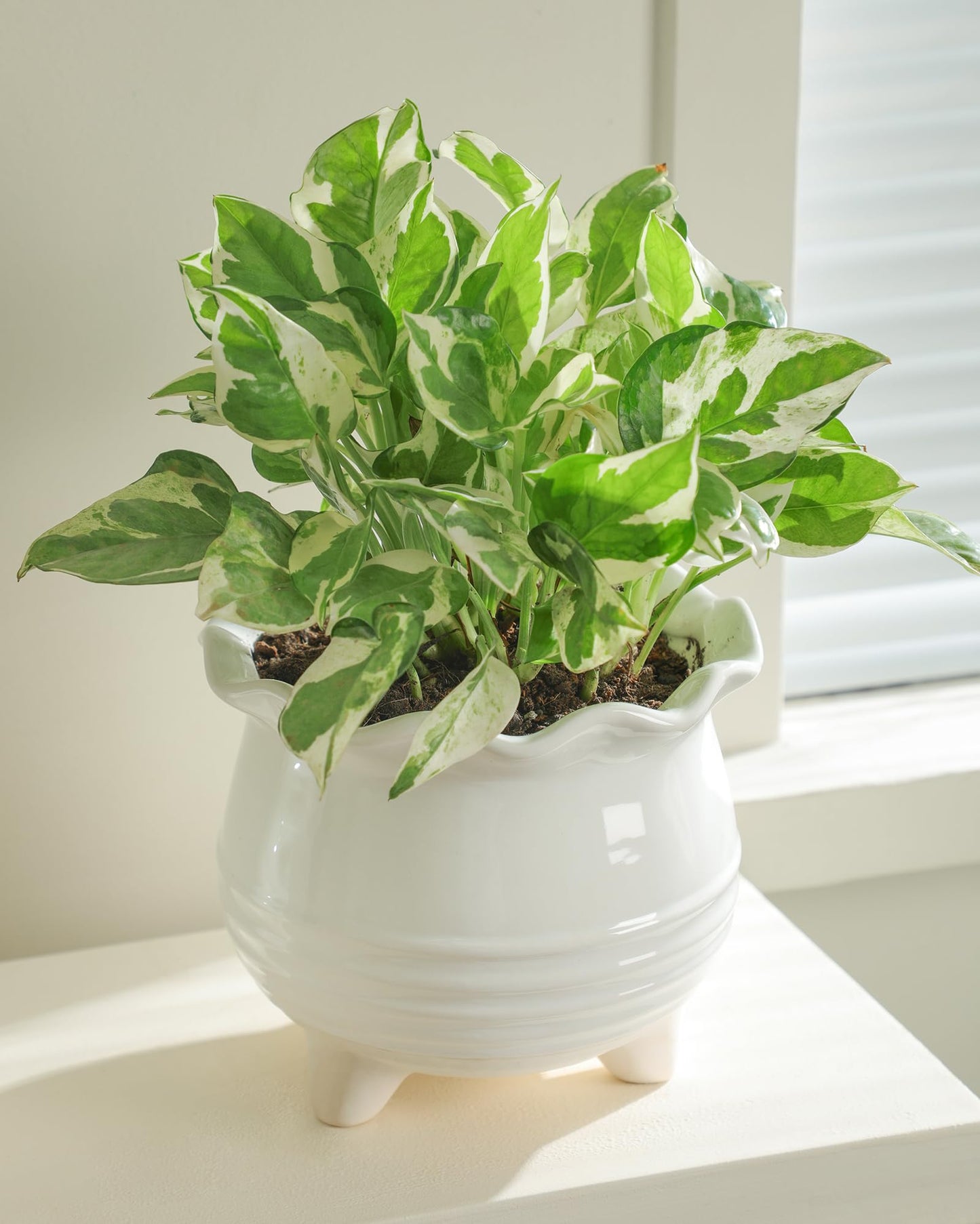 Fayoula Ceramic Planter, 2 Piece Ceramic Planter Set with Drainage Hole for Home and Office, Indoor Plant Potting, Suitable for Succulents, Bonsai, Snake Grass and Money Tree, etc. (White)
