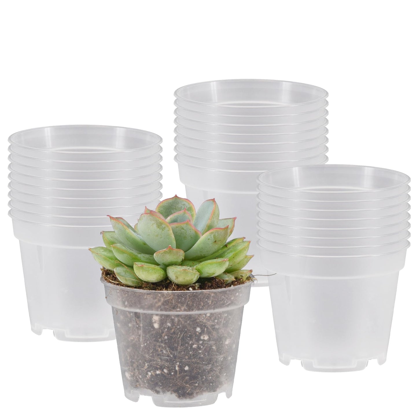 Arcadia Garden Products [25-Pack [2-inch ] Clear Nursery Pot with Drainage Holes, Heavy Duty Plastic Injection Mold Transparent Grow Pot for Orchids, Seedlings, Plant Cuttings, Clear