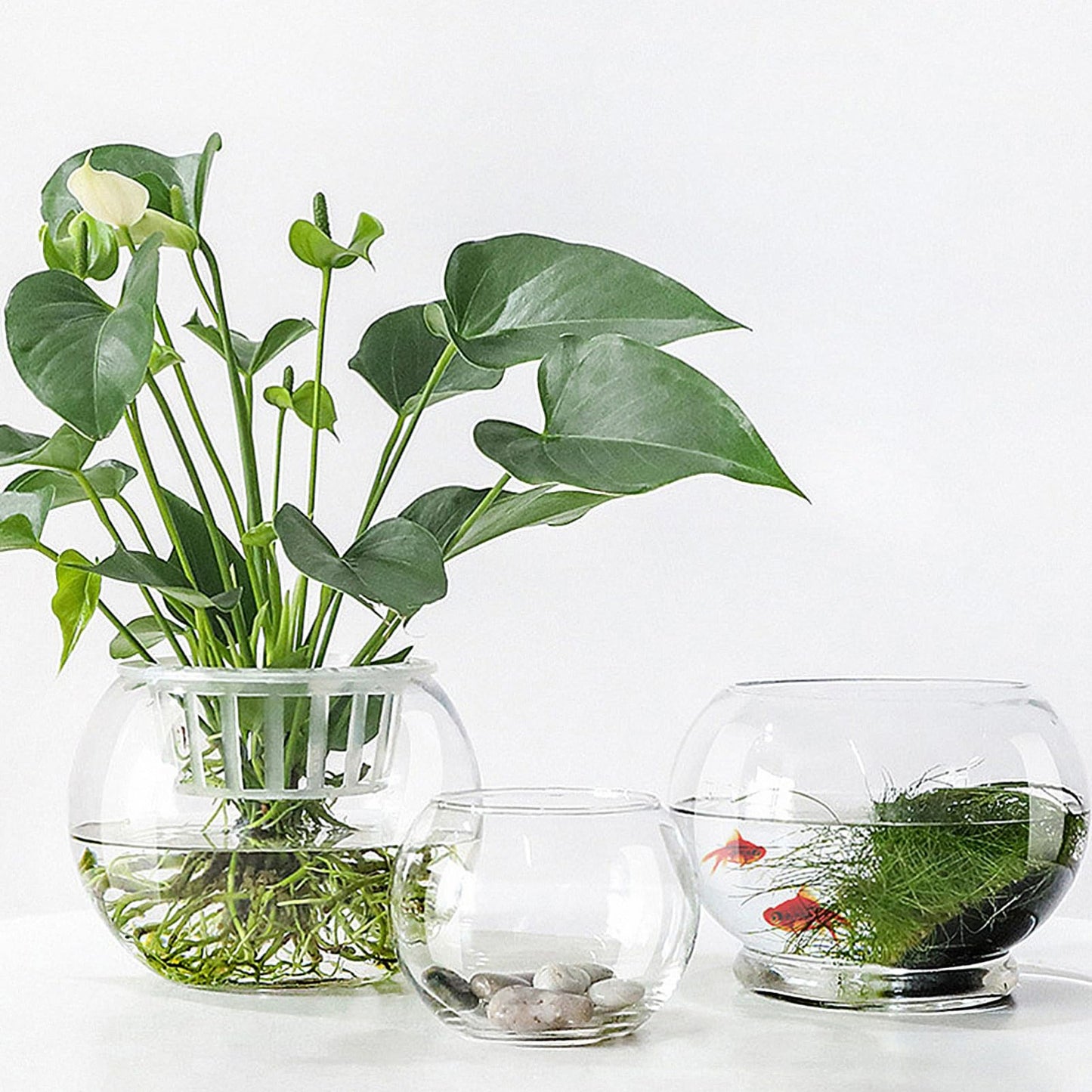 Uonlytech Transparent Glass Hydroponics Flower Vase Terrarium Pot Decorative Plant Holder for Home Office Hotel Desktop Ornament