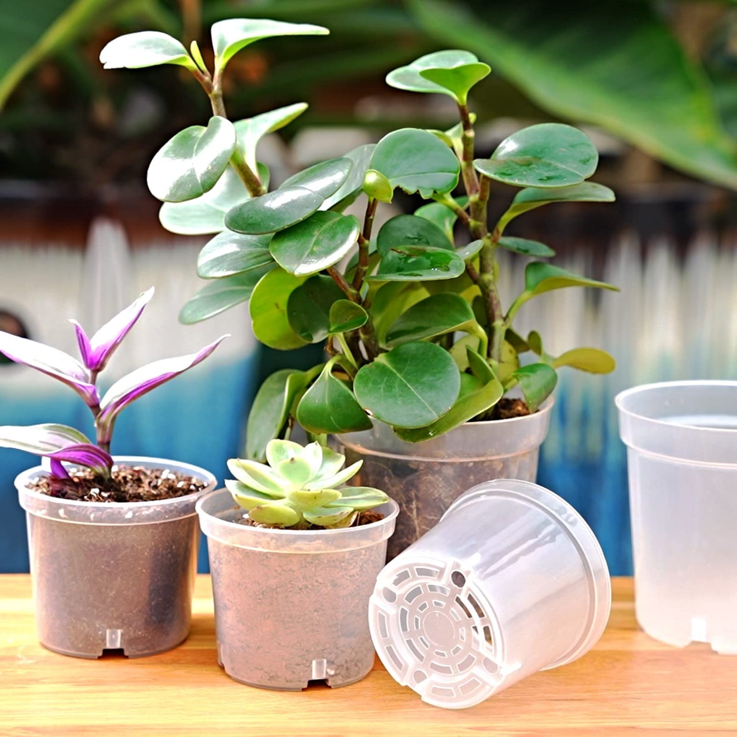 Rsipelsk 30 Pcs 3.5 Inch Clear Nursery Pots for Plants, Transparent Plastic Plant Pots with Drain Holes, Seed Starter Pots with 20 Plant Labels for Flowers Vegetable Seedlings