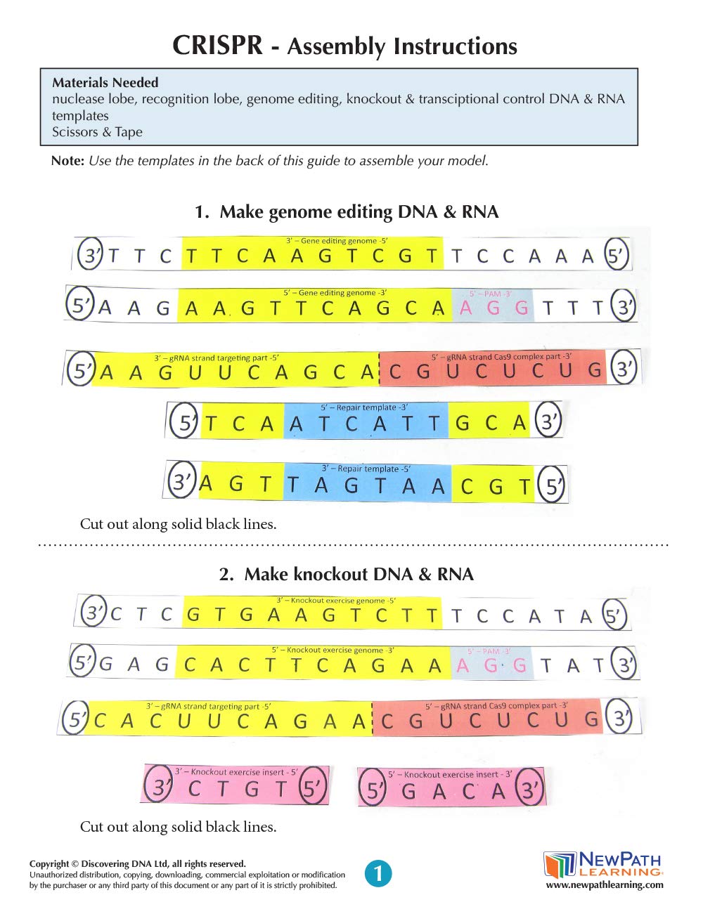 CRISPR 3-D Paper Model Making Kit - Individual Student Edition (17-7717)