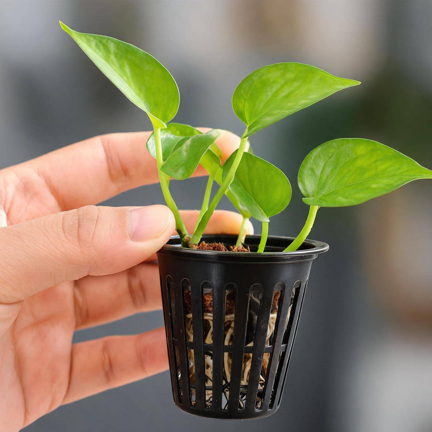KoMvzyl 200PCS 2 inch Net Pots,Hydroponics Cup, Net Cups for Indoor or Outdoor Growing