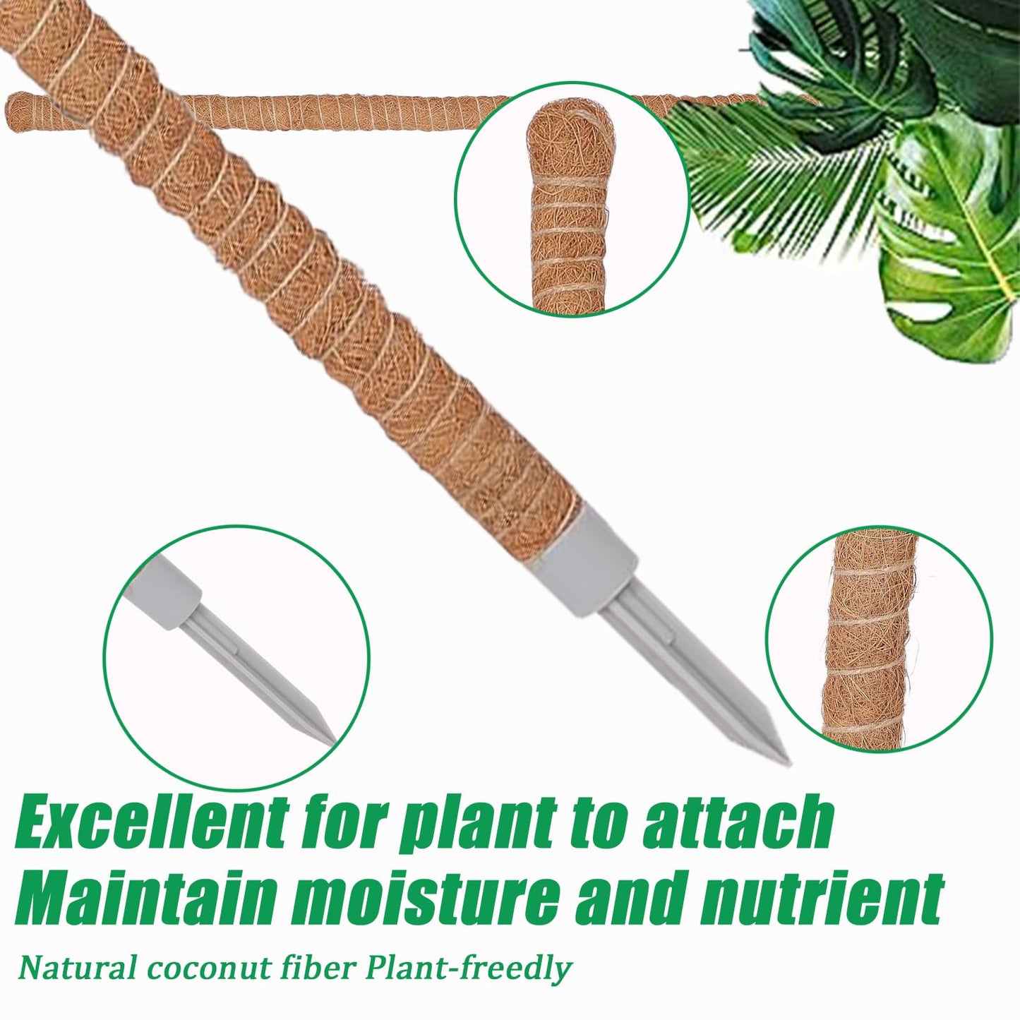 3-Pack Tall Moss Poles (50 Inch) - Coco Coir Plant Support Sticks for Potted Plants (Monstera, Pothos, Philodendron)