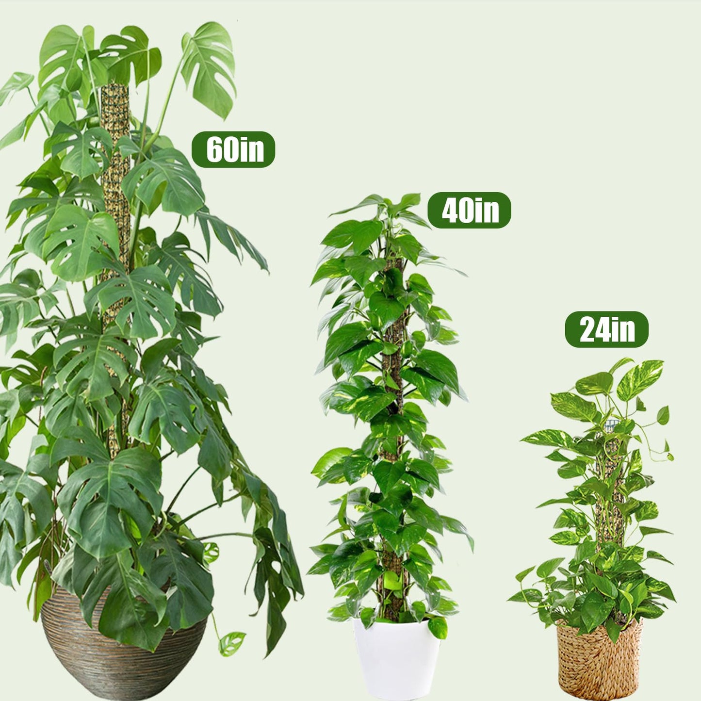 60" Metal Moss Pole, 2 Pack Moss Poles for Plants Monstera, Stackable Sphagnum Moss Pole, Plant Poles for Climbing Plants Work with Sphagnum Moss(2 Pack 60")