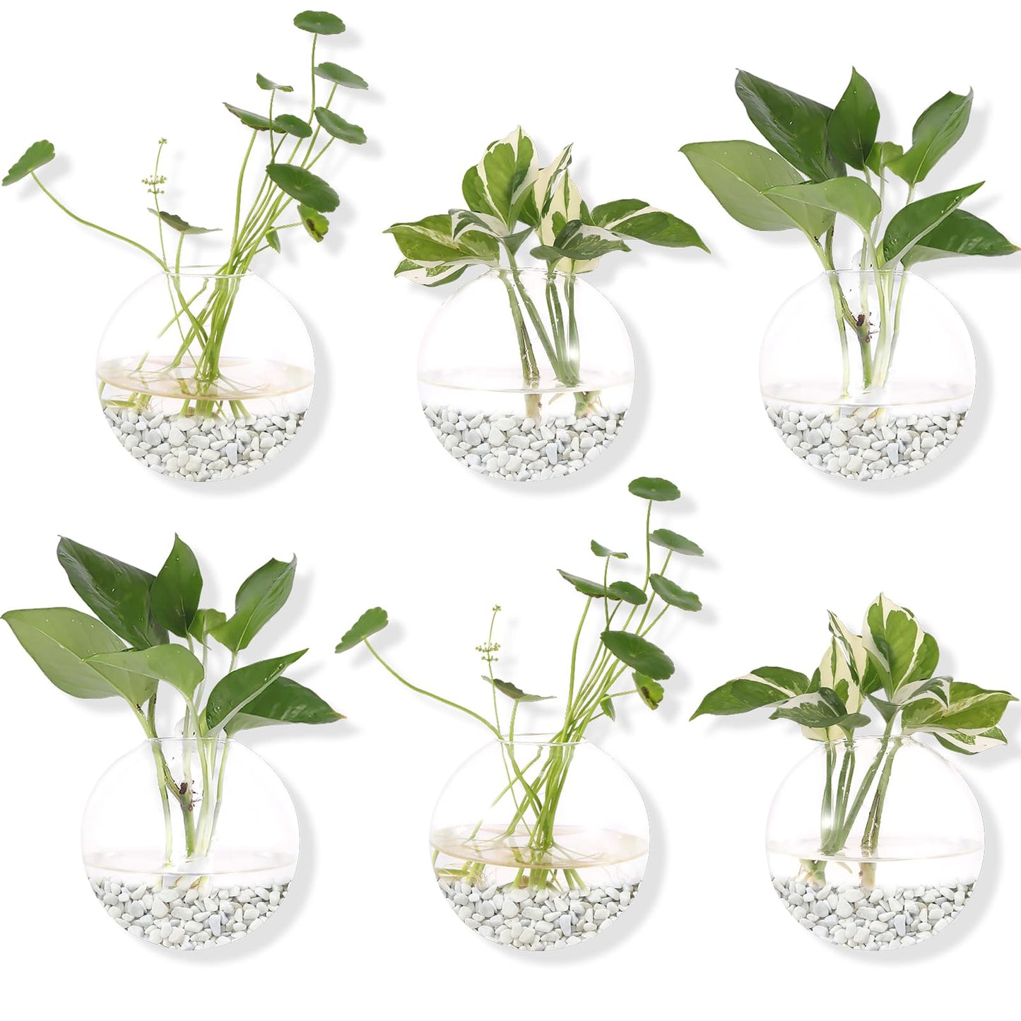 Hanging Wall Planters Pack of 6 Glass Plant Pots Round Wall Vases for Flowers Hanging Propagation Station Glass Plant Holder Wall Terrariums Plant Container