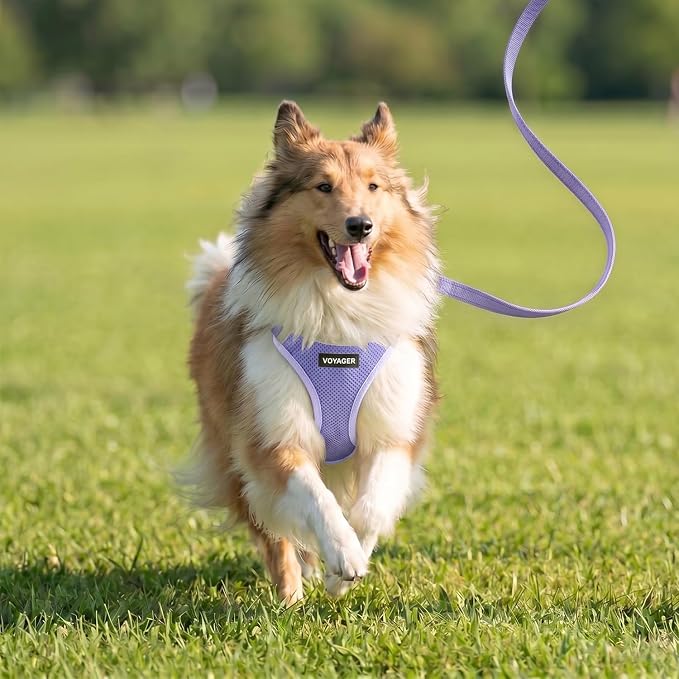 Best Pet Supplies Voyager Step-in Air All Weather Mesh Harness and Reflective Dog 5ft Leash Combo with Neoprene Handle, for Small, Medium and Large Breed Puppies - Lavender, XXXS