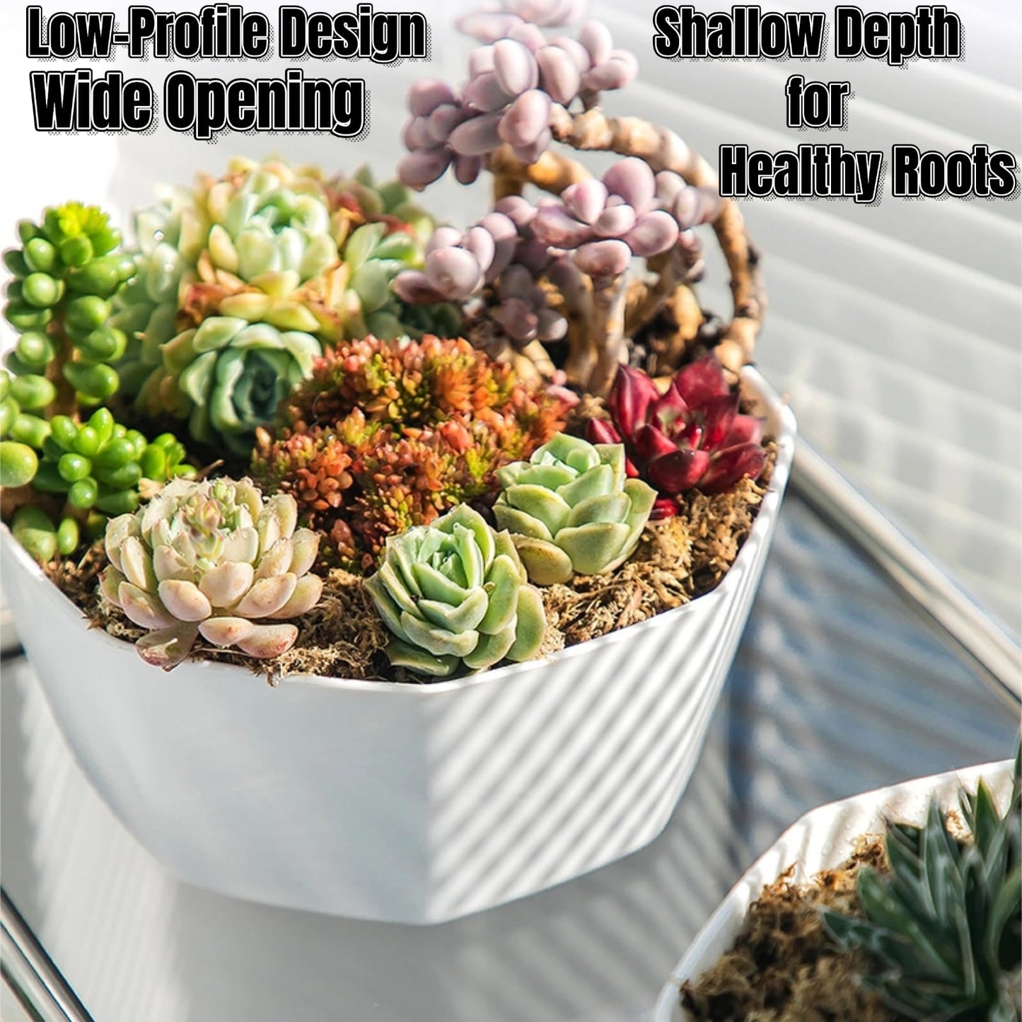 BovcTrraann 4 Pack Shallow Succulent Plant Pots with Tray and Drainage Holes, Shallow Planter for Indoor and Outdoor Gardening, Succulent pots for Succulents Cactus and Herbs (5.9 Inch)