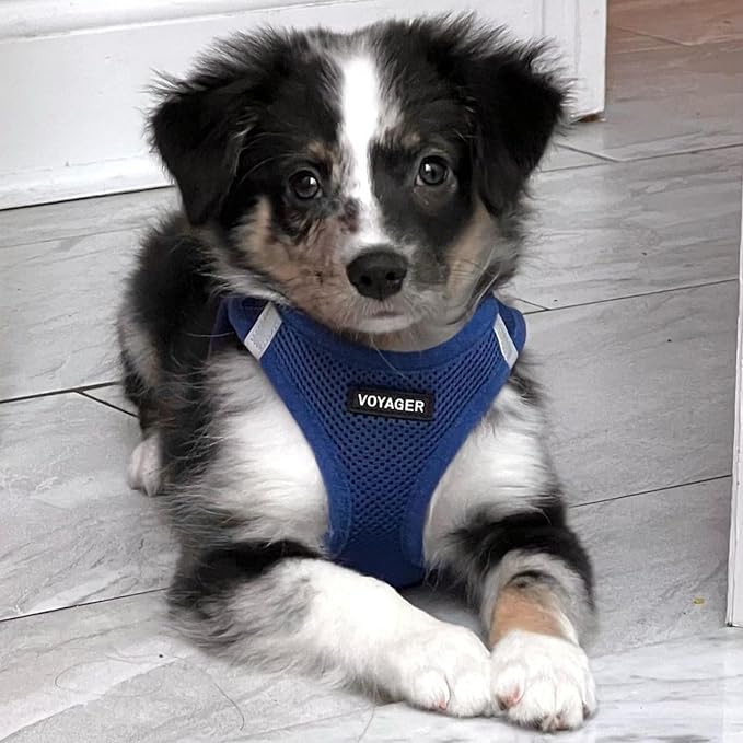 Best Pet Supplies Voyager Step-in Air All Weather Mesh Harness and Reflective Dog 5ft Leash Combo with Neoprene Handle, for Small, Medium and Large Breed Puppies - Royal Blue, Large