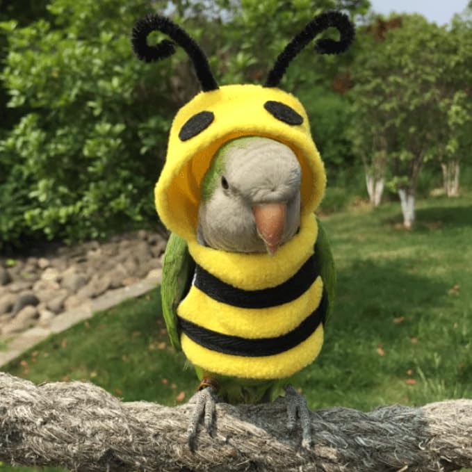 Bird Costume Diaper Flight Suit Bee Shape Hoodie Clothes Cosplay Photo Prop for Parrots Parakeet Cockatiel Sun Conure, Small Animals Apparel (Bee Without Diaper, Large), Green (BPF1)