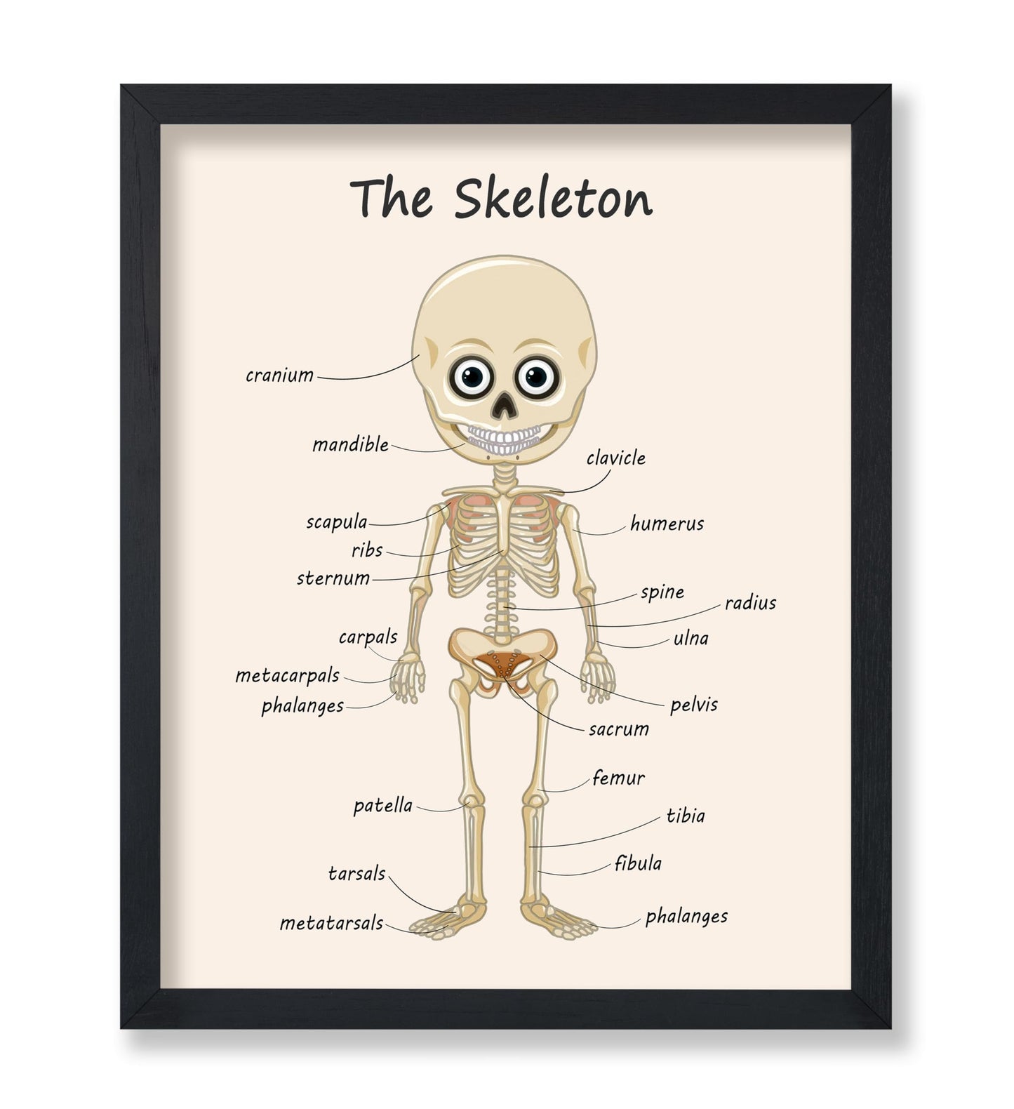 Poster Master The Skeleton Poster - Human Skeleton Print - Learning Materials Art - Science Art - Gift for Students & Teacher - Fun Decor for Classroom, Library or Nursery - 8x10 UNFRAMED Wall Art
