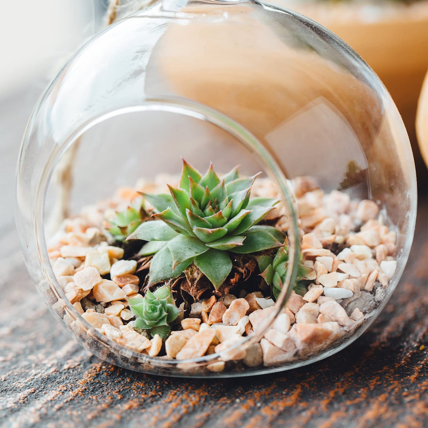 PATIKIL Round Globe Terrarium Air Plant Planter, 4.8 Inch High Borosilicate Glass Table Decorations for Succulent, Tillandsia, Clear