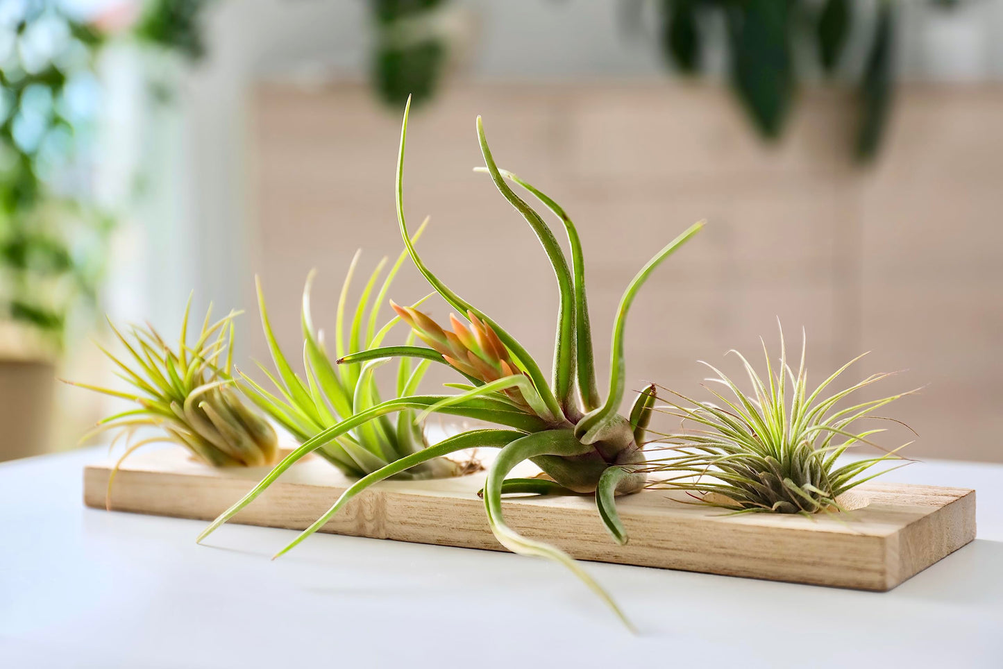 Tillandsia Air Plants Live Indoor Plants (12PK), Airplants Variety Live Plant Kit, Tropical Plants Live Houseplants, Air Plant Live Succulents Plants Live Plants Indoor House Plants by Plants for Pets