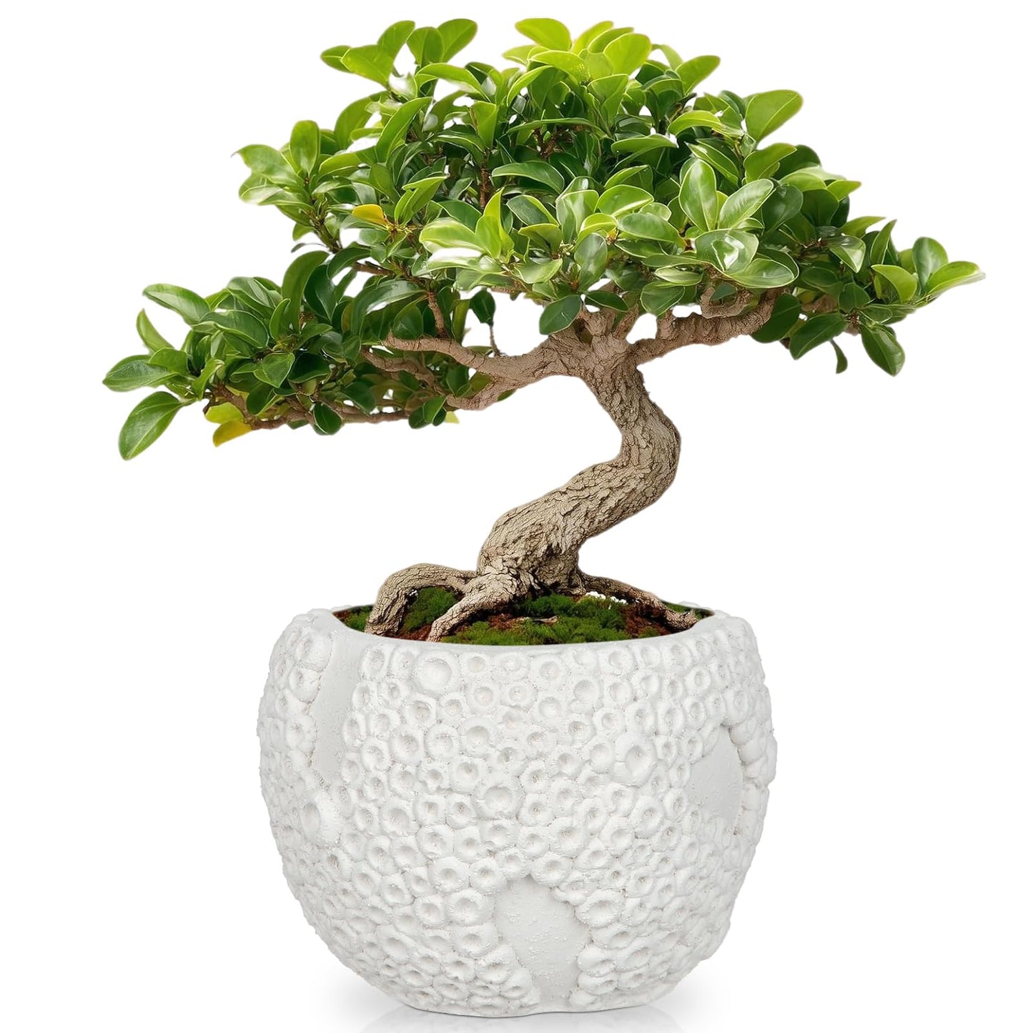 Small Ceramic Bonsai Pot with Drainage Hole, 4 Inch Decorative Bonsai Planter Pot with 3D Coral Texture, Small Ceramic Pots for Plants, Succulents, Cactus, Herbs, Mini Bonzai Tree, Flower Pot, White