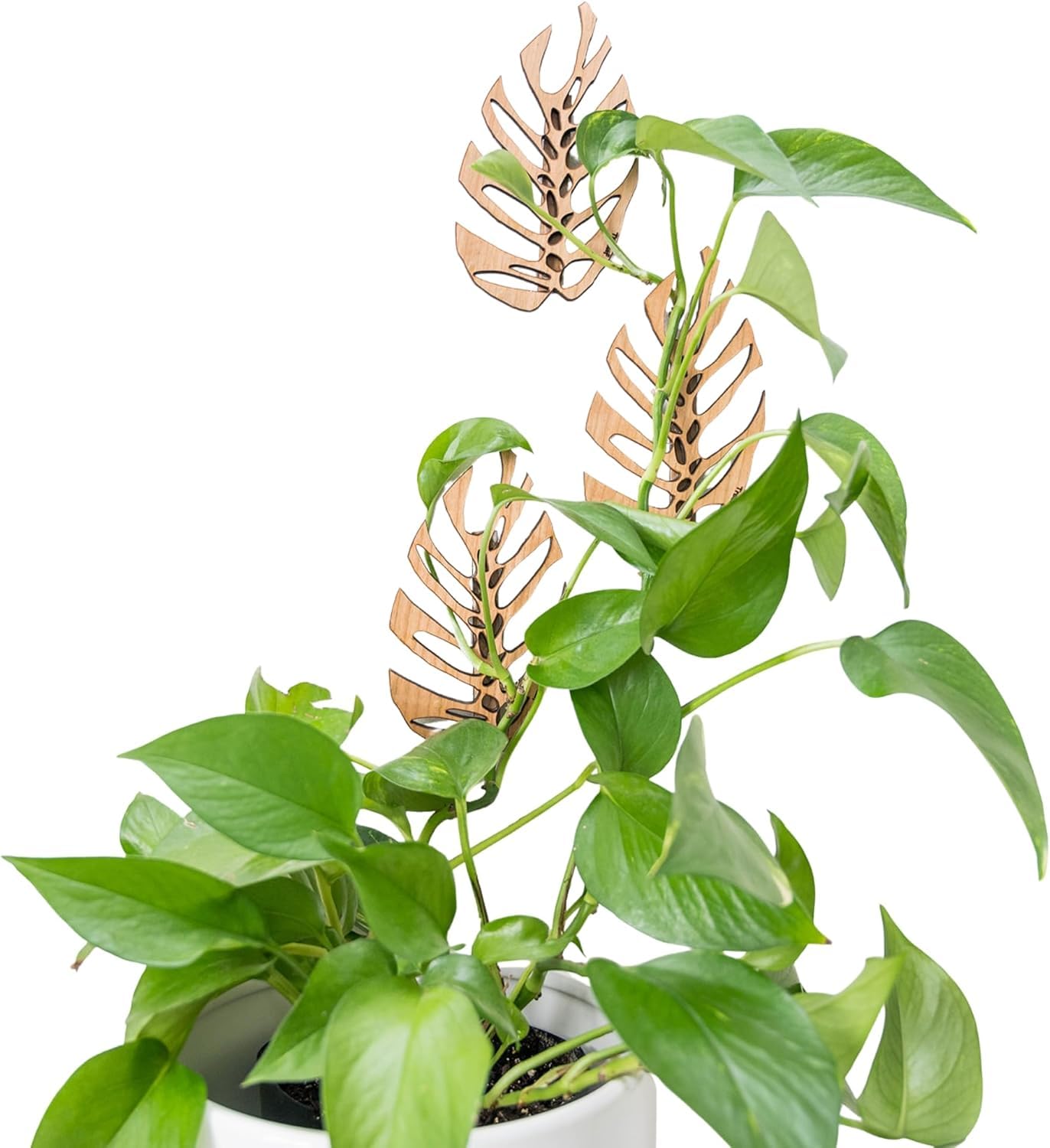 Treleaf Monstrella Wall Clips – Set of 3 Wooden Trellises for Indoor Climbing Plants – Self-Adhesive Plant Wall Fixtures to Create Green Walls – Perfect for Pothos & Vining Houseplants