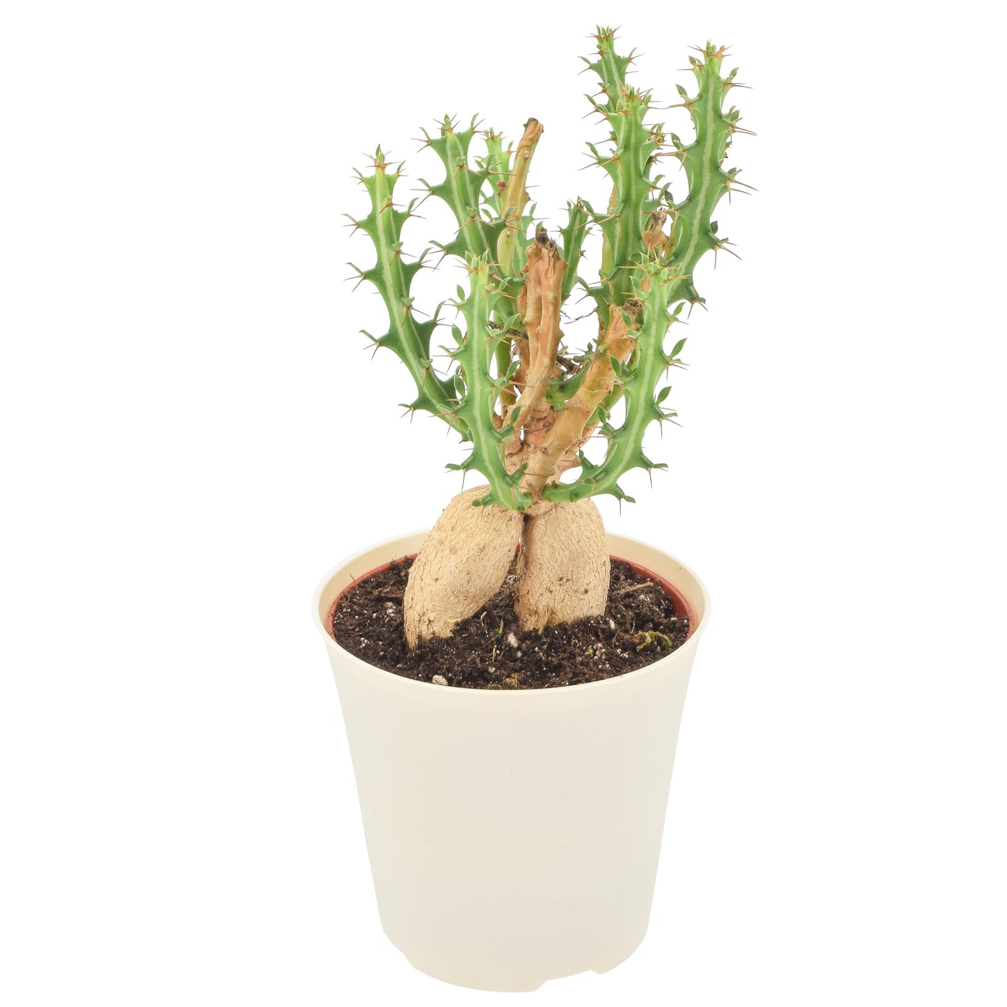 Arcadia Garden Products Live Euphorbia Knuthii Striped Green Spurge Succulent Indoor Houseplant in Plastic Pot, Tropical Plant Collector Gift for Home and Garden Decor, 4-inch, Beige