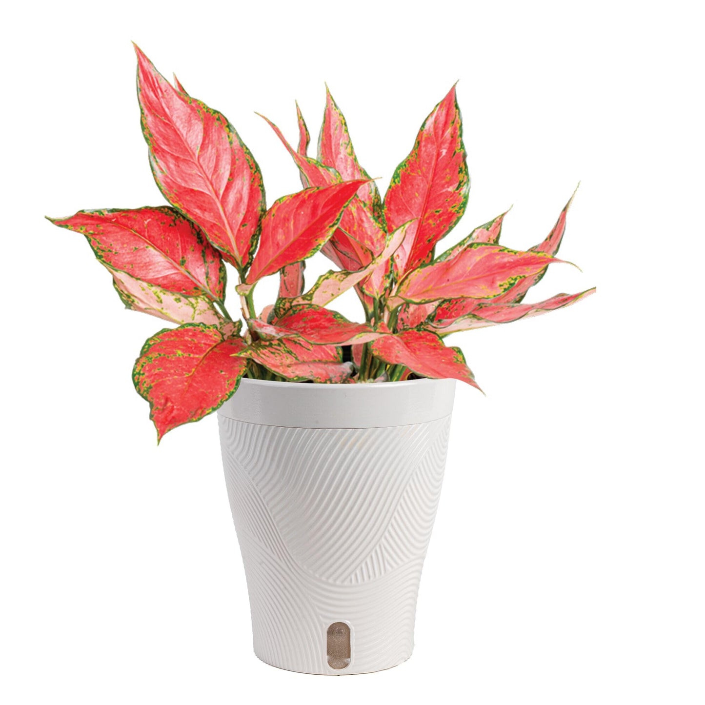 Costa Farms Trending Tropicals Aglaonema Live Indoor Plant, Self Watering Décor Plant Pot, 1 Foot Tall