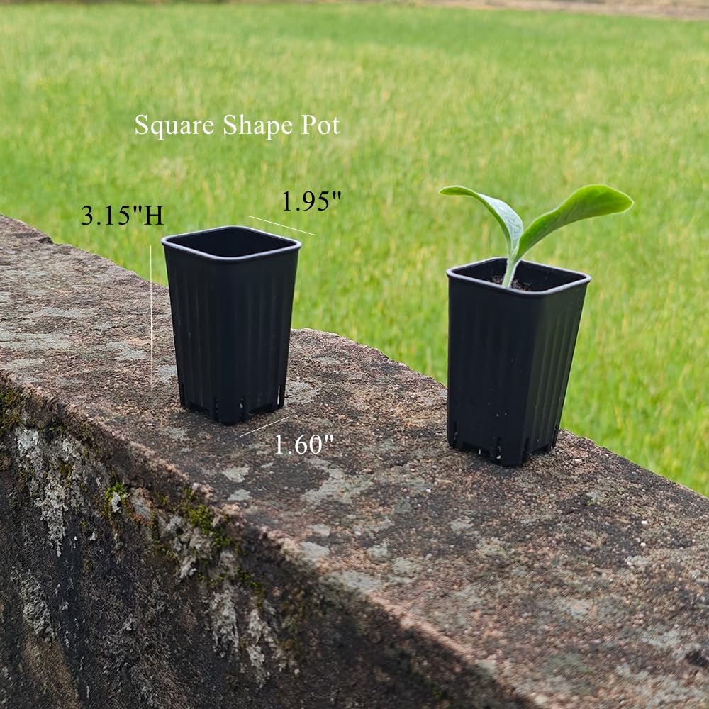 BangQiao 60 Pack 1.95 Inch Tiny Black Plastic Square Nursery and Seedling Pot, Mini Deep Transplant Seed Starter Planter with Drain Hole for Germination, Herb, Succulent