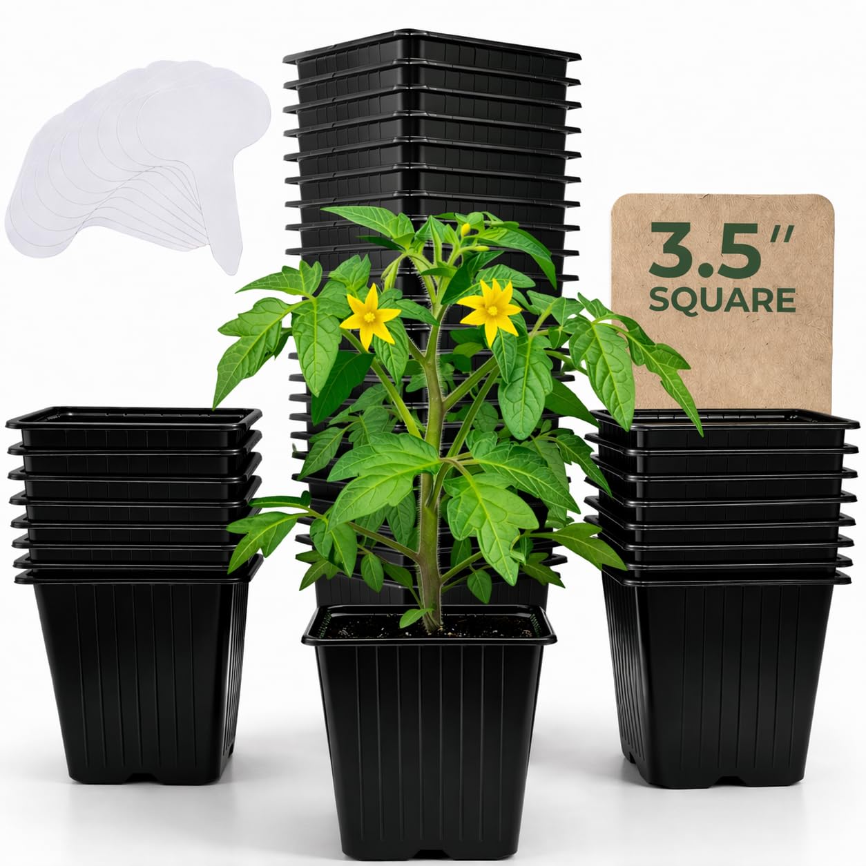 CARPATHEN 60Pack Square Nursery Pots - 3.5 Inch Seedling Plant Pot with Drainage Holes - 1020 Tray Optimized - Reusable Sturdy Seed Starter Pots for Flowers, Vegetables, Greens