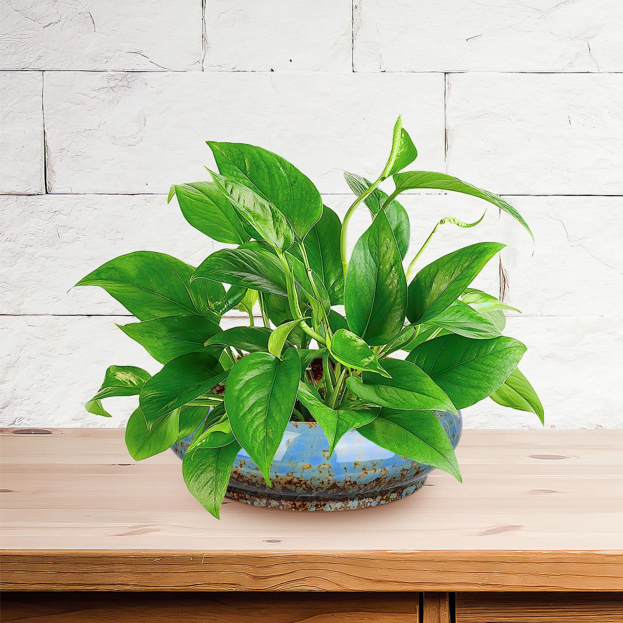 DOITOOL 2Pcs Bonsai Pot Indoor Hydroponic Planters Succulent Round Bowls for Planting in Water Lily Planter Ceramic Hydroponic Plant Pots