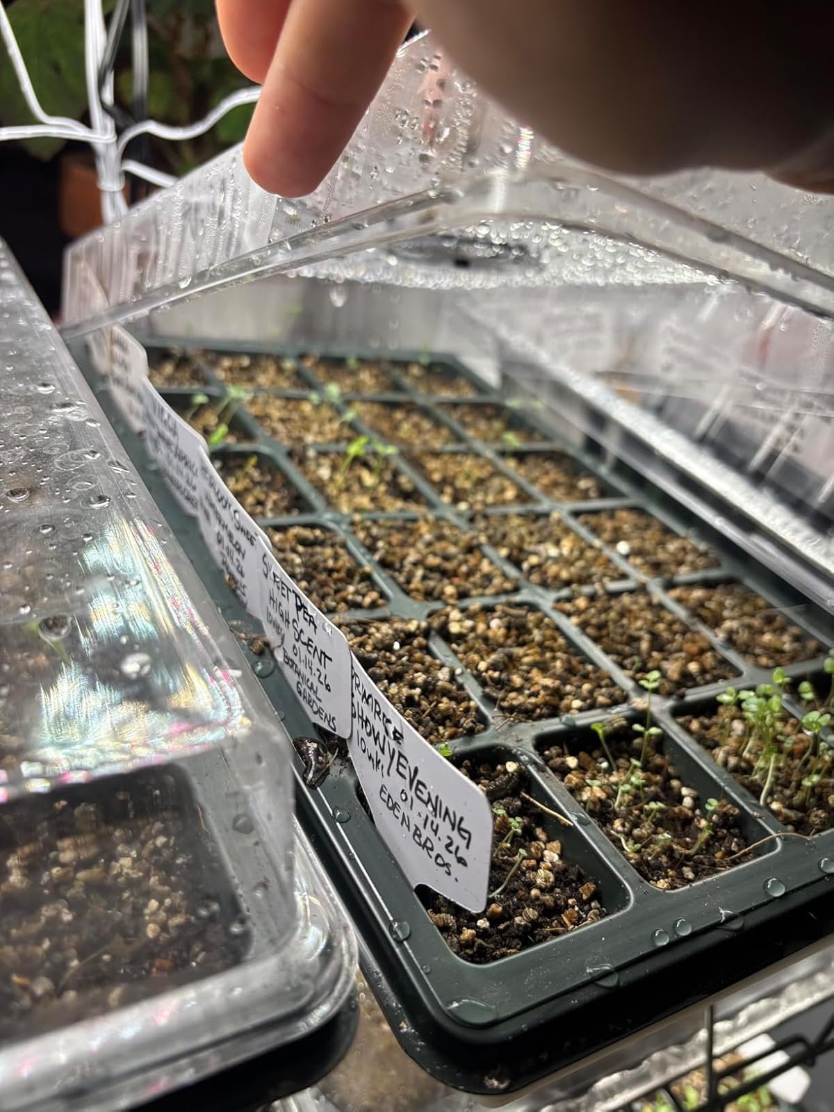24XL Cell Seed Starter Tray with Dome, 5-Pack 2" Plug Seedling Trays (Total 120 Cells), Plant Germination Tray with Humidity Vented Lid and Base, Mini Propagator Plant Greenhouse for Seed Growing