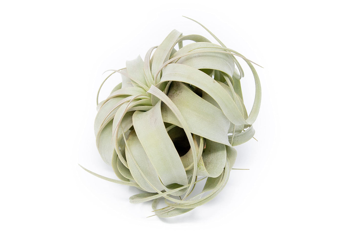 Large Xerographica Air Plants 5 to 7 Inch Wide - Air Plants Live Tillandsia Succulent House Plants Holders - Available in Wholesale/Bulk - Home and Garden Decor - Easy Care Indoor/Outdoor Plants(1 PC)