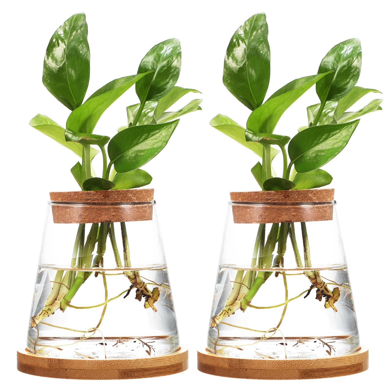 2pcs Glass Plant Propagation Station with Wooden Base Hydroponic Plants Vase for Indoor Decor Glass Terrarium Vase Jars Home Kitchen Decorations and Gifts for Planter Lovers