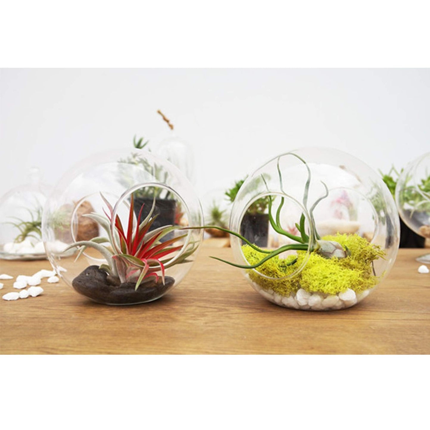 WGV Planter Terrarium, Width 8" Height 8", Clear Round Glass Vase Container with Two Side Opening, DIY Air Planter, Votive Candle Holder for Decor, 1 Piece