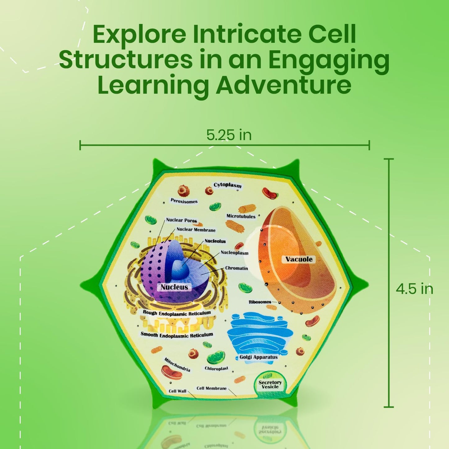 Merhoff & Larkin Animal & Plant Cell Cross Sectional Foam Models Bundle | Great for Classroom Learning, Teaching & STEM Kits | Clearly Labeled Organelles | Useful for Biology, Anatomy & Scie