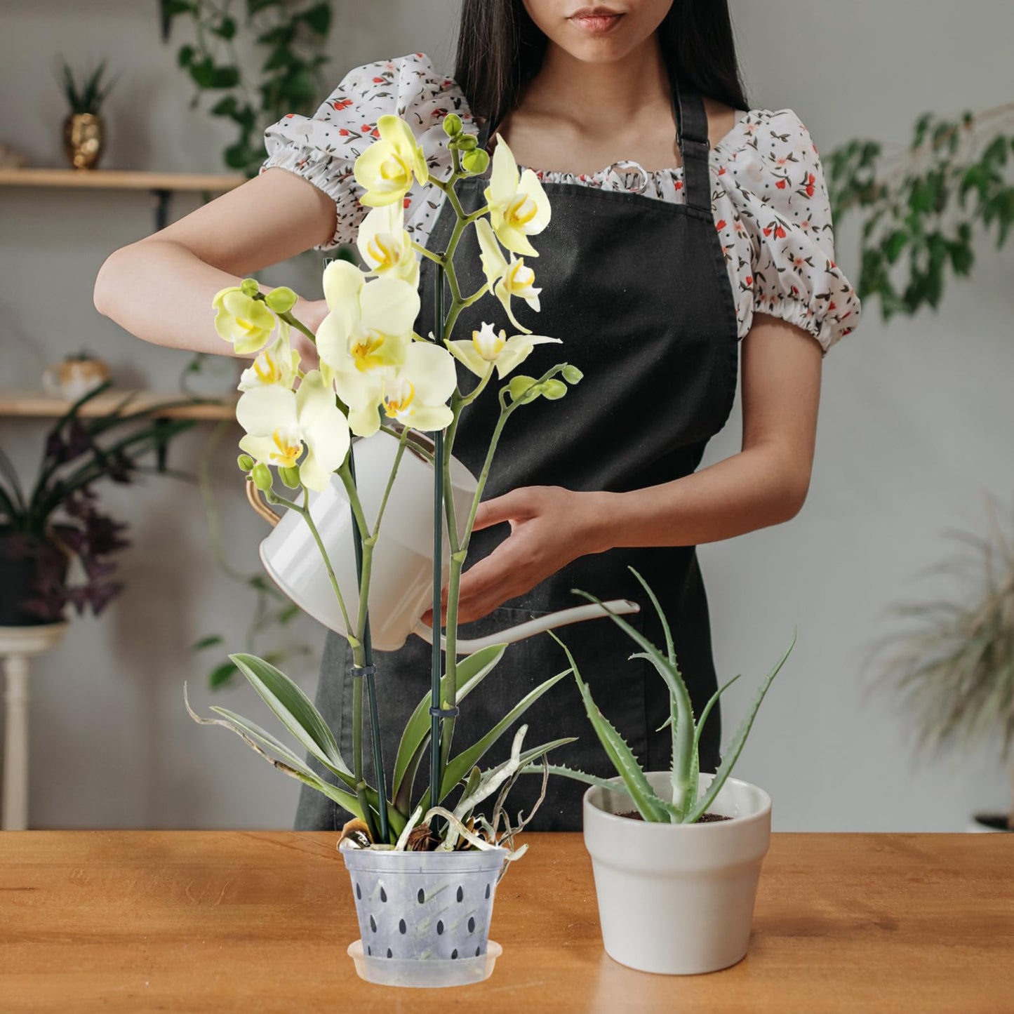GANAZONO Plant Pots Indoor Orchid Pot Orchid 5 Sets s with Holes and Saucers, Clear Plastic Plant Indoor 6 Inch 6 Inch