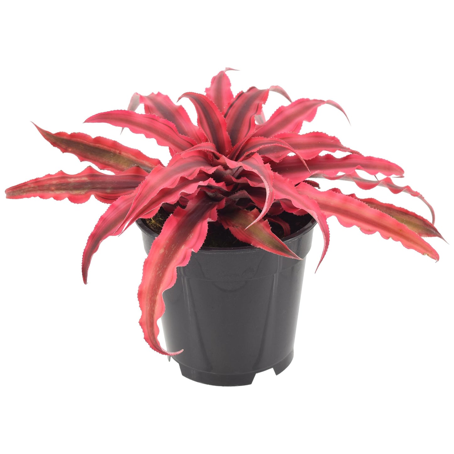 Cryptanthus Super Pink Earth Star Live Indoor Plant in 4 in. Plastic Grower Pot **Cannot Ship to California and Hawaii***