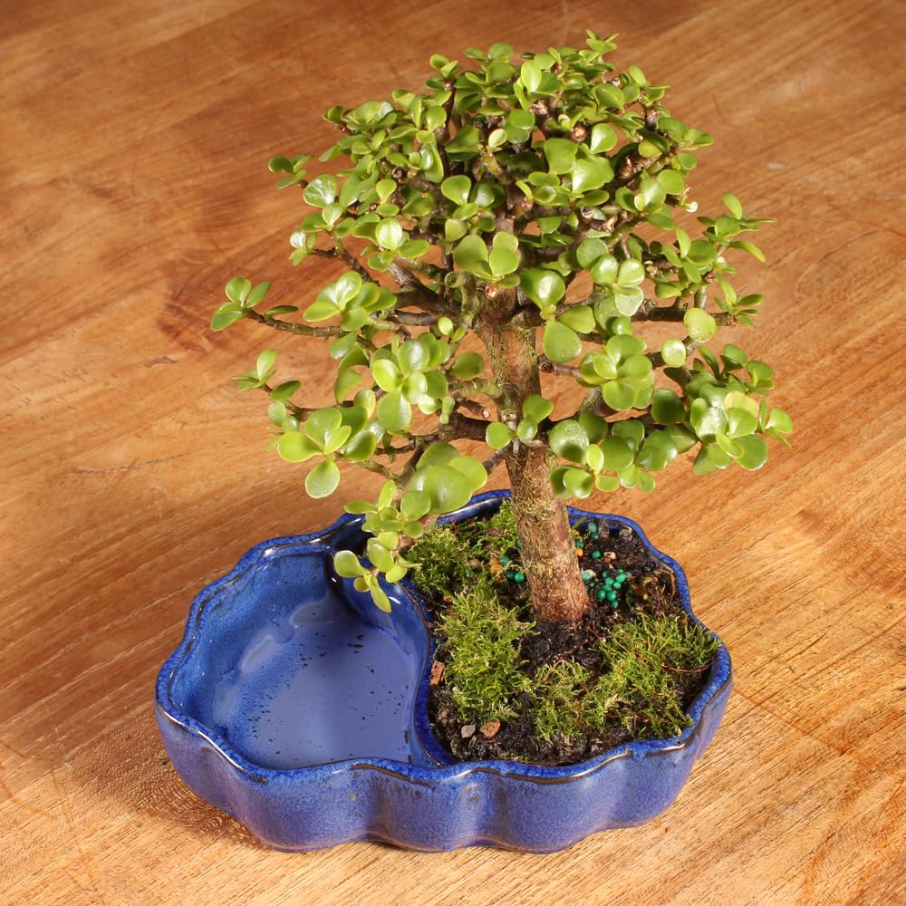 Brussel's Bonsai - Live Dwarf Jade Bonsai Tree in a Zen Ceramic Bonsai Pot, Indoor Succulent Houseplant, 3 Years Old, 5-8 Inches Tall, Easy Care Plant for Home or Office (Small, Green)