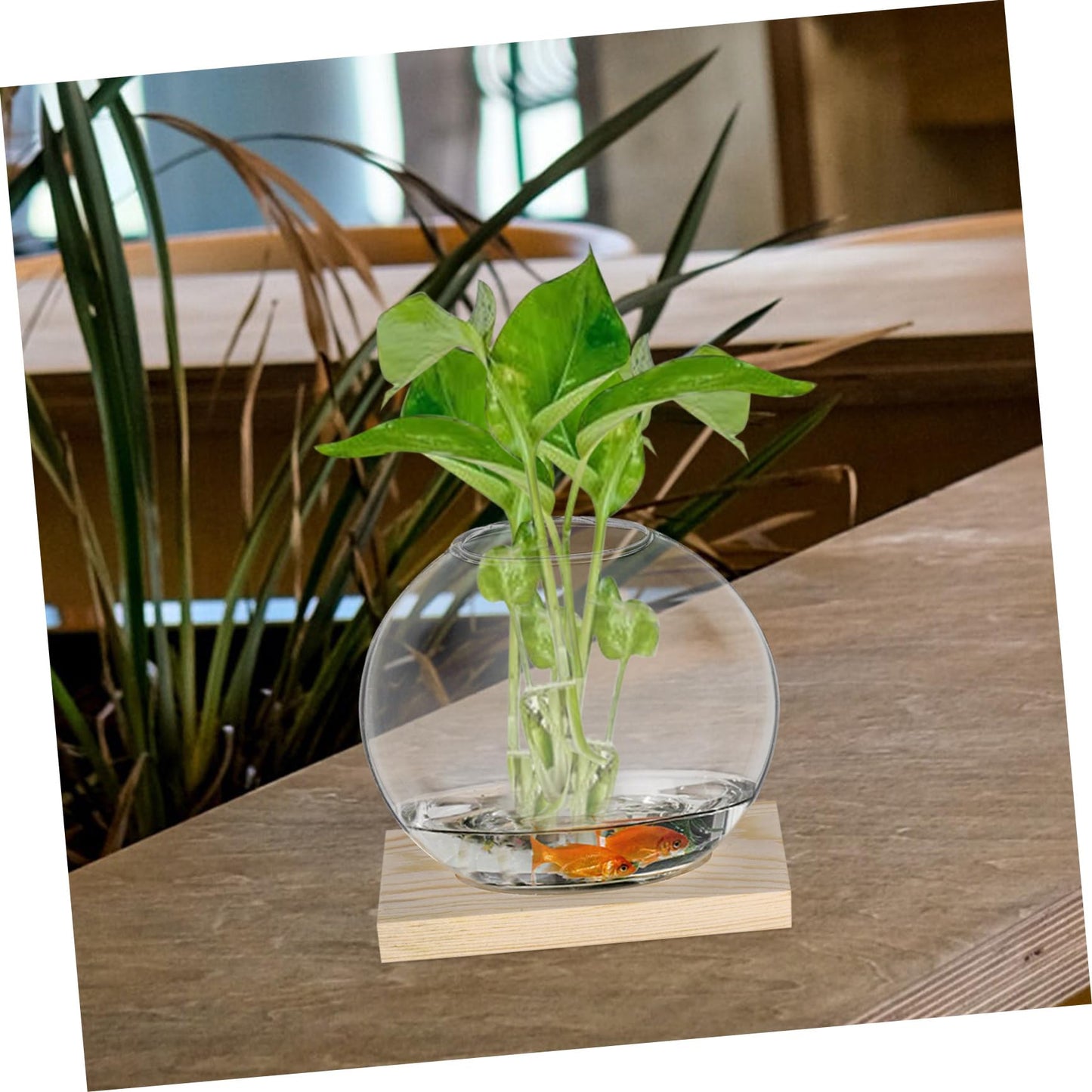 balacoo 2sets Hydroponics Glass Vase Small Propagation Terrariums with Eucalyptus Base for Indoor Plant Display Home Decor and Flower Propagation for Greenery and Floral Arrangements