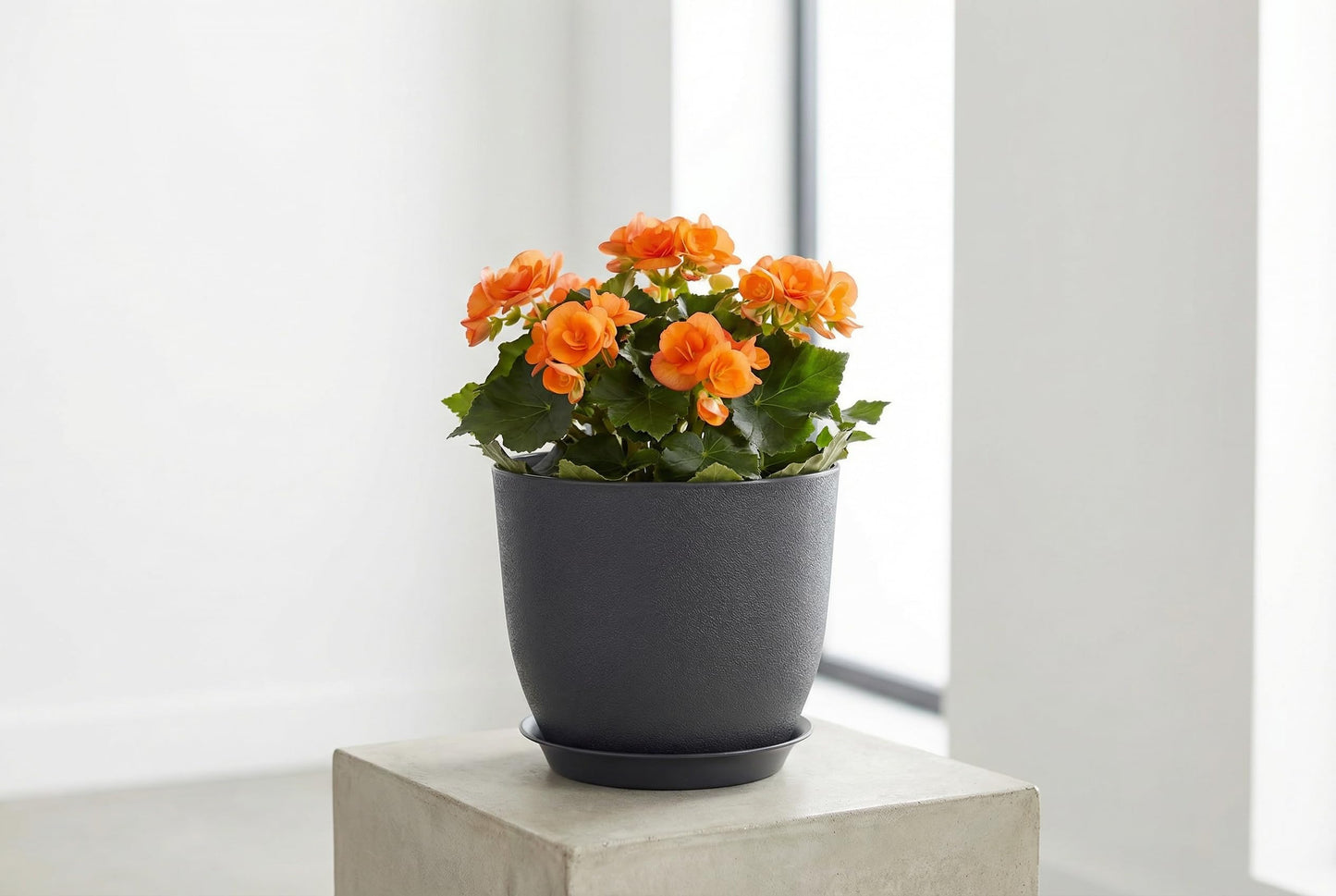 XQSHPDM 8 Inch Plant Pots Set of 4, Plastic Planters with Drainage Holes and Tray, Flower Pots for Indoor Outdoor Plants and Flowers (Black)