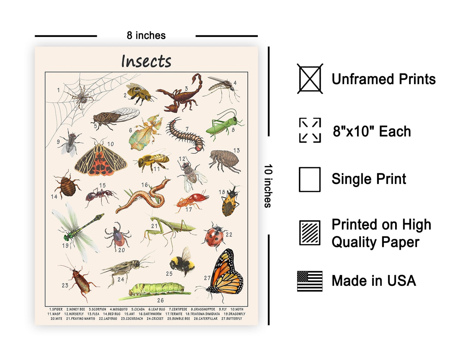 Poster Master Insects Poster - Educational Print - Learning Materials Art - Animal Art - Gift for Kids, Students & Teacher - Great Decor for Playroom, Classroom or Library - 8x10 UNFRAMED Wall Art