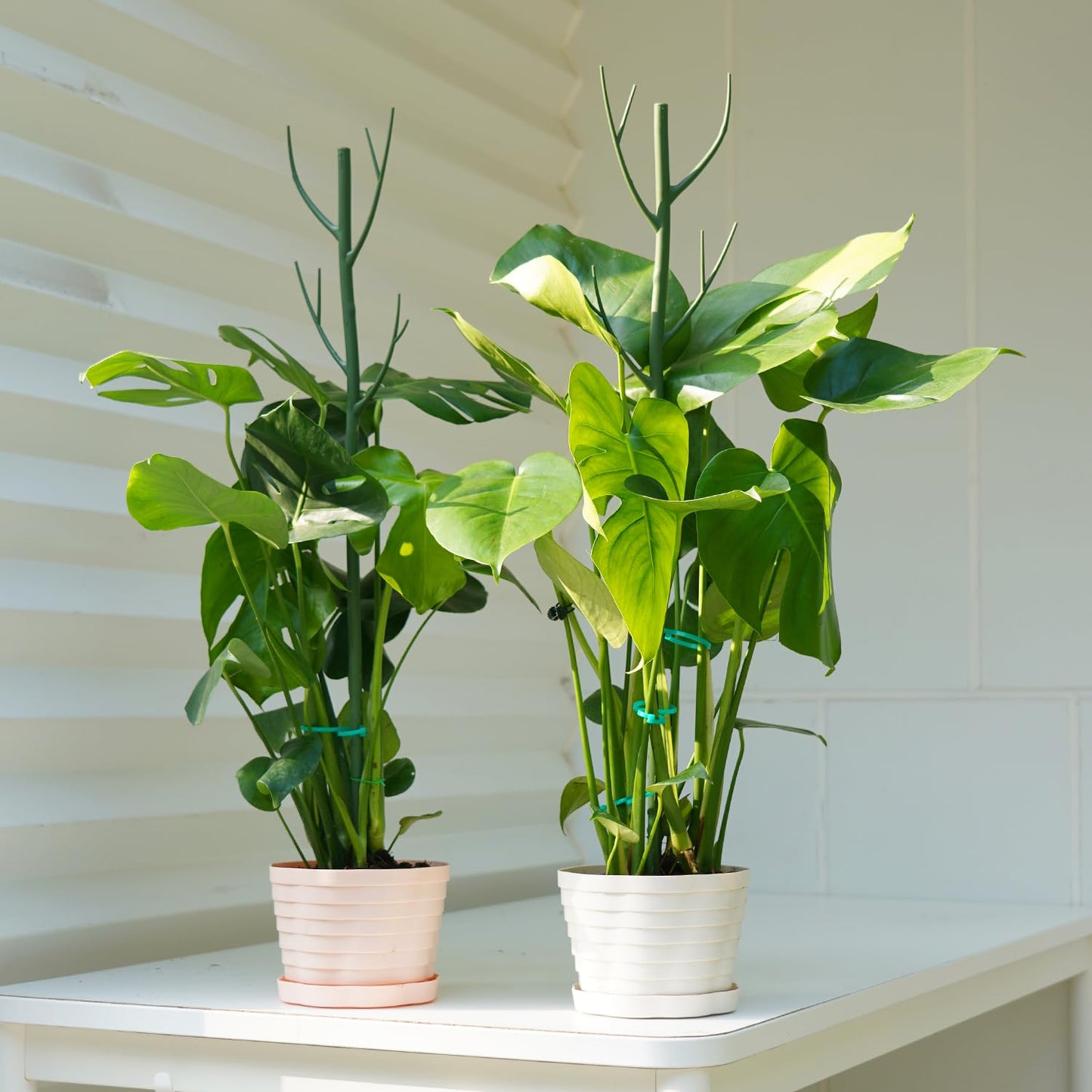 Linyona 16 Pack Stackable Monstera Plant Support, 27.5 Inch Climbing Plants Support Structures for Indoor Outdoor Plants, 20 Orchid Clips & 16 Twist Clips & 65.5ft Twist Ties