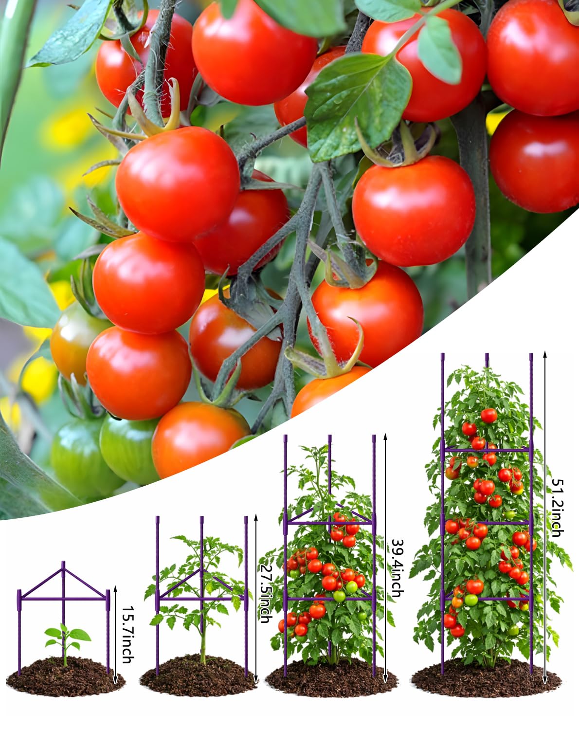 Growsun 51 inch Tomato Cage Heavy-Duty Plant Support Cucumber & Vine Vegetables – Adjustable Purple Metal Garden Trellis for Climbing Plants, Indoor & Outdoor Use, 6 Pack