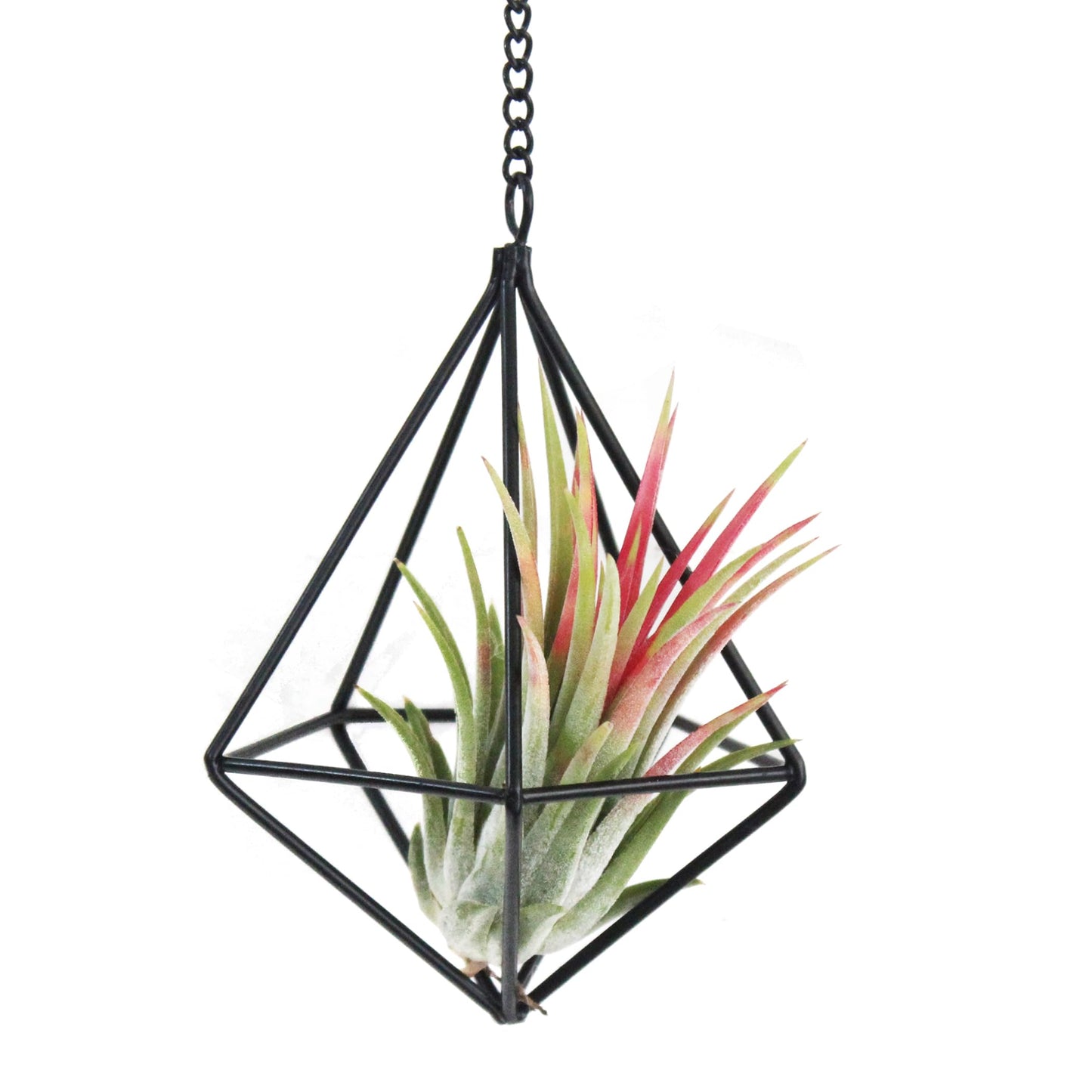 PUDAPU Clearance 6 Pack Hanging Metal Air Plant Holders with Chain, Black Geometric Tillandsia Air Plant Hanger Cages, 2 Styles Mini Iron Air Plants Live Holders for Home Office Garden Decor