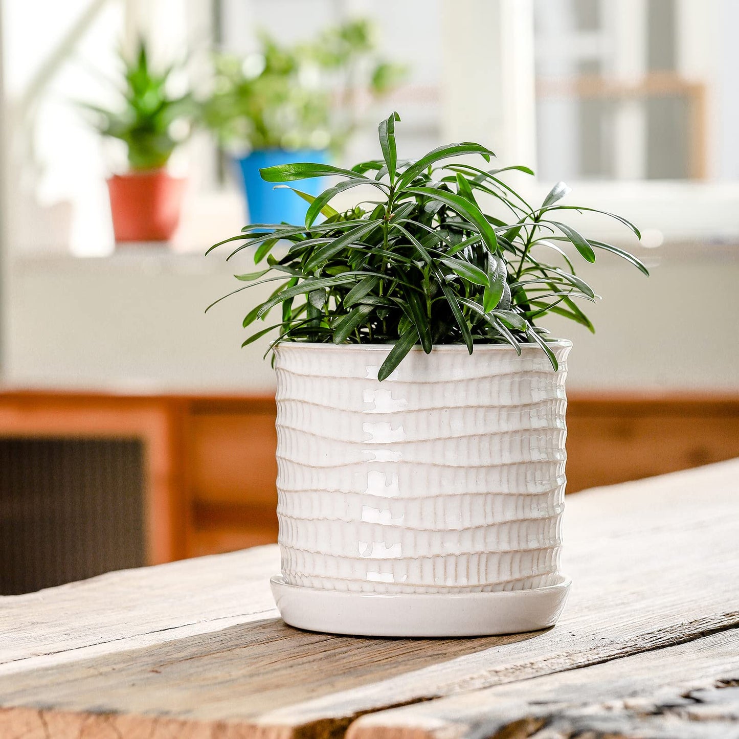Chubacoo 5.8 Inch Plant Pot: Ceramic Planter with Drainage Hole & Saucer for Indoor Outdoor Plants - Flowerpot with Bonded Tray for Home Office - Wave Embossed