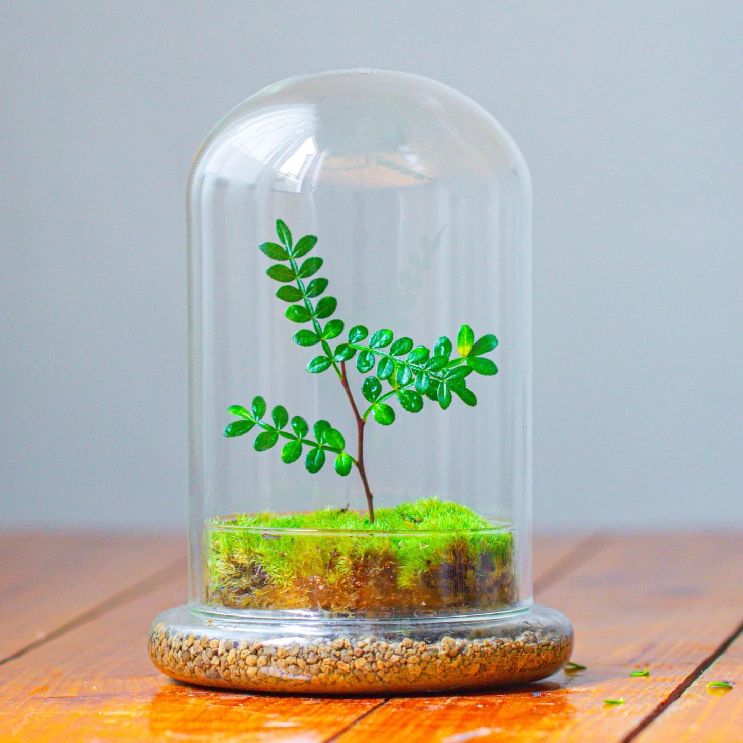 NCYP Glass Cloche Dome with Air Hole and Base, 5.9 x 5.9 x 8.2 Inches, Clear Terrarium Planter for Venus Flytrap, Small Plants, Home Indoor Tabletop Decoration (No Plants)