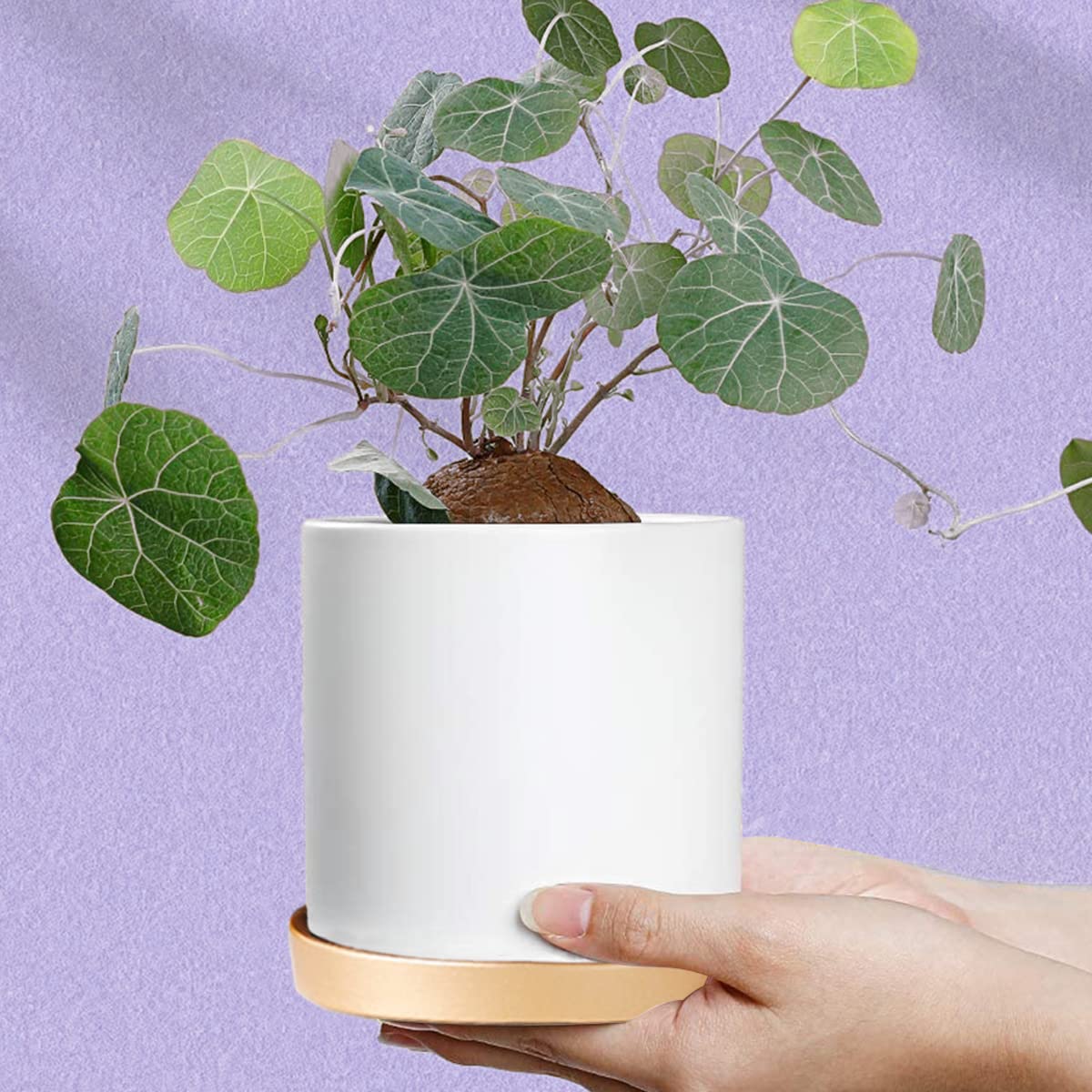 LCJAOF 2PCS Round Ceramic Plant Saucer-7 Inch Flower Pot Drip Tray, Perfect for Various Flowers, Enhancing Home Aesthetics（Gold）