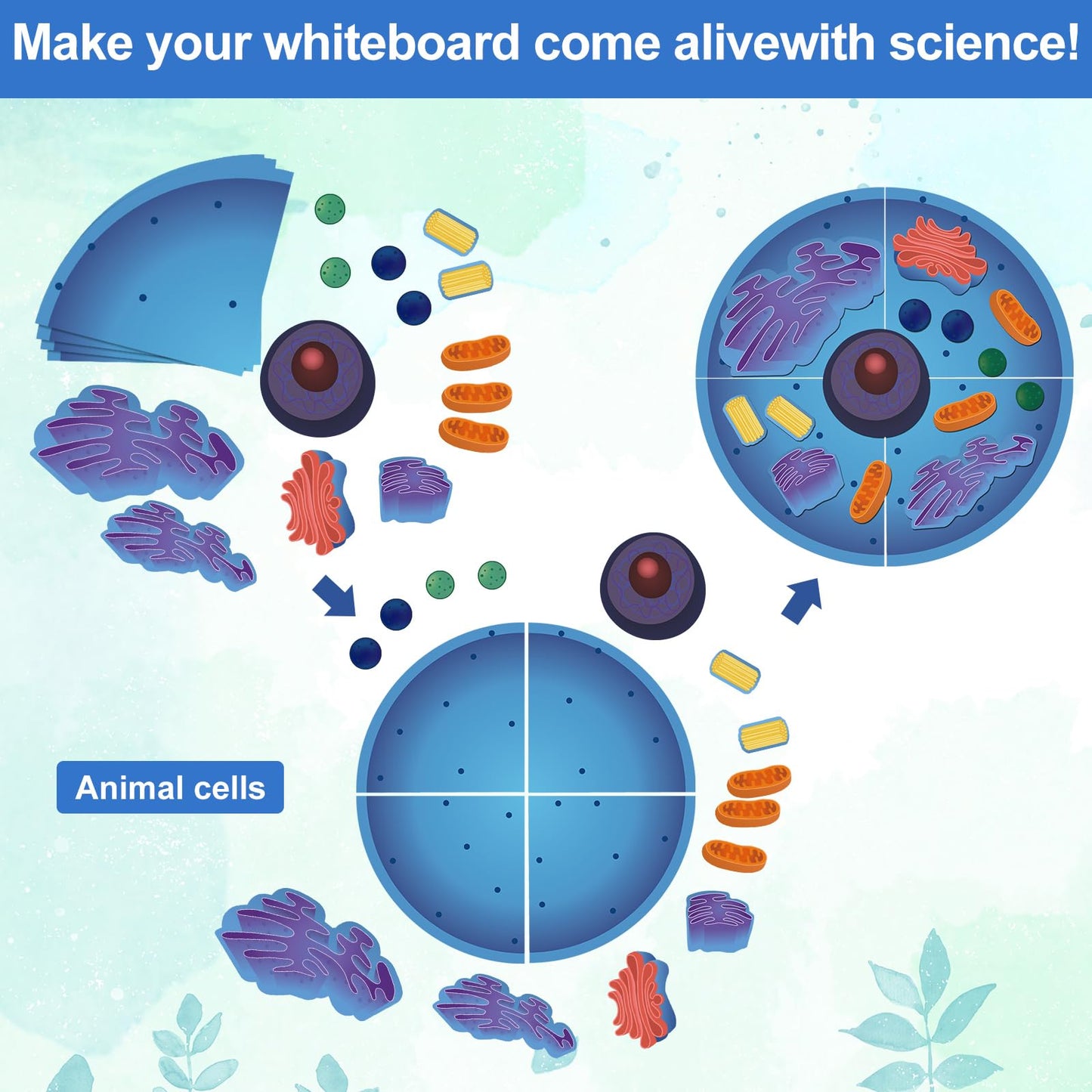 Leitee 18 Pcs Magnetic Animal Cell Model Kits Giant Teaching Resources Early Biology Cell Anatomy Model Life Science Teaching Aid for Whiteboard Learning Tools Educational Classroom Activities