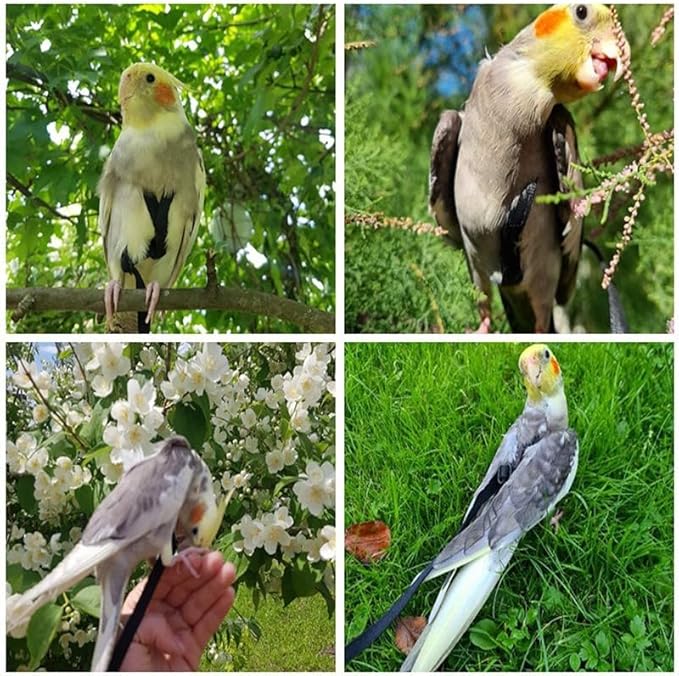 Adjustable Bird Harness and Leash,Anti-Escape Durable Nylon Parrot Harness, Flying Training Rope Parrot Leash for Small Medium Large Breed Parrots Fits Chest Under 18.5'', Blue S